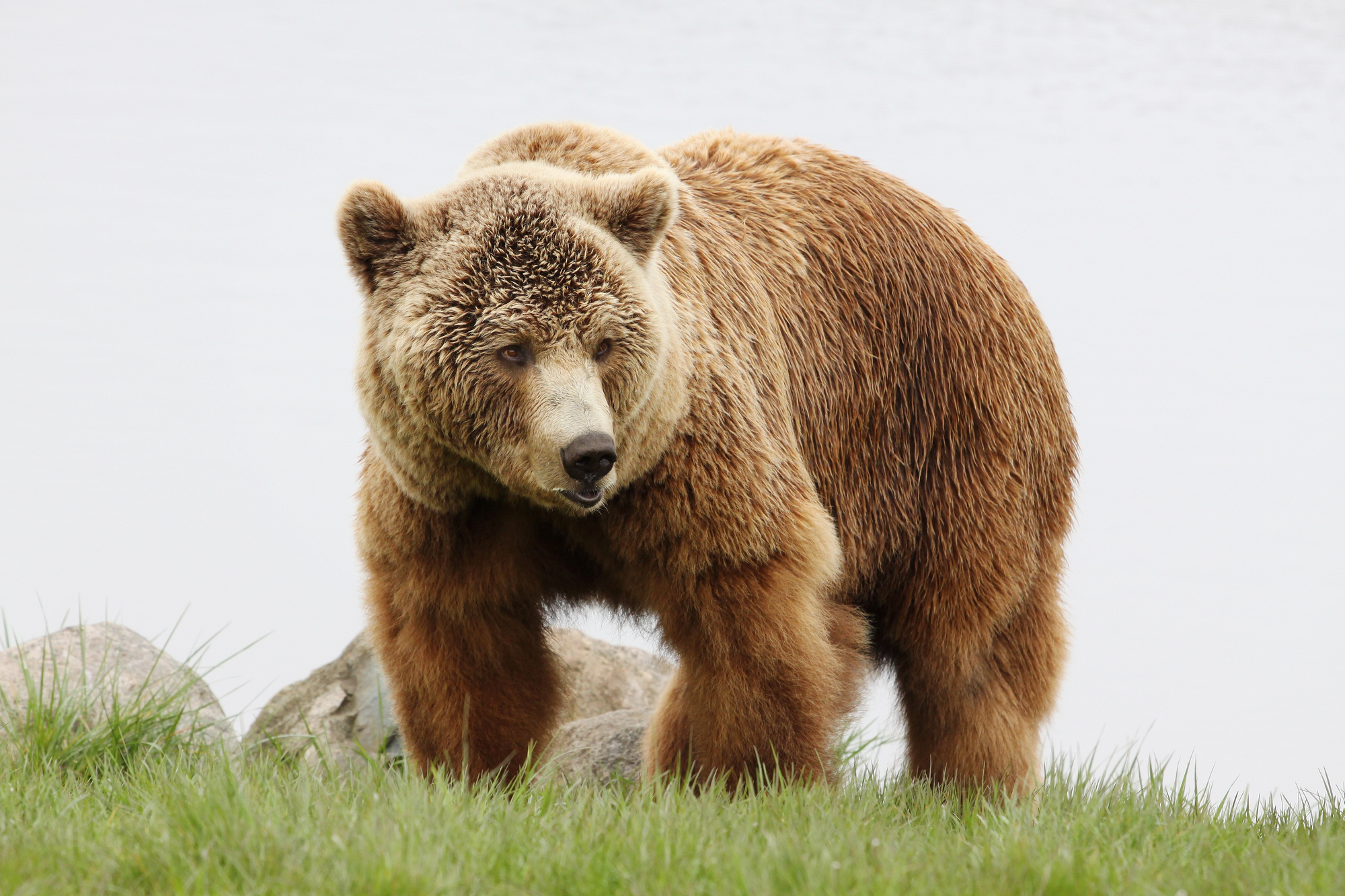 Visit the ABC Islands During Your Family Vacation in Alaska - Grizzly Bear