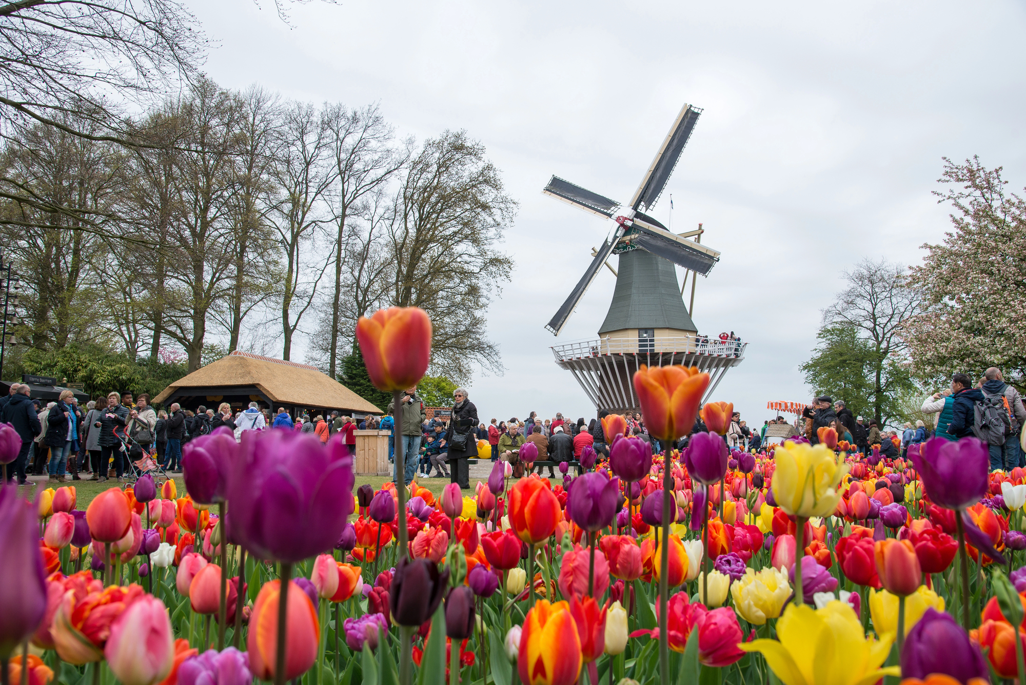 Amazing Things to Do in Amsterdam for Your Family Vacation - Traditional Dutch Windmills with Tulips in Amsterdam