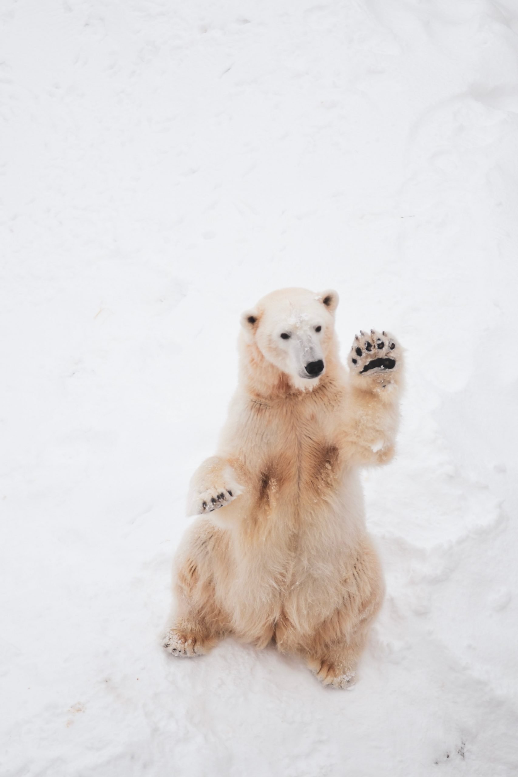 polar bear in Canada