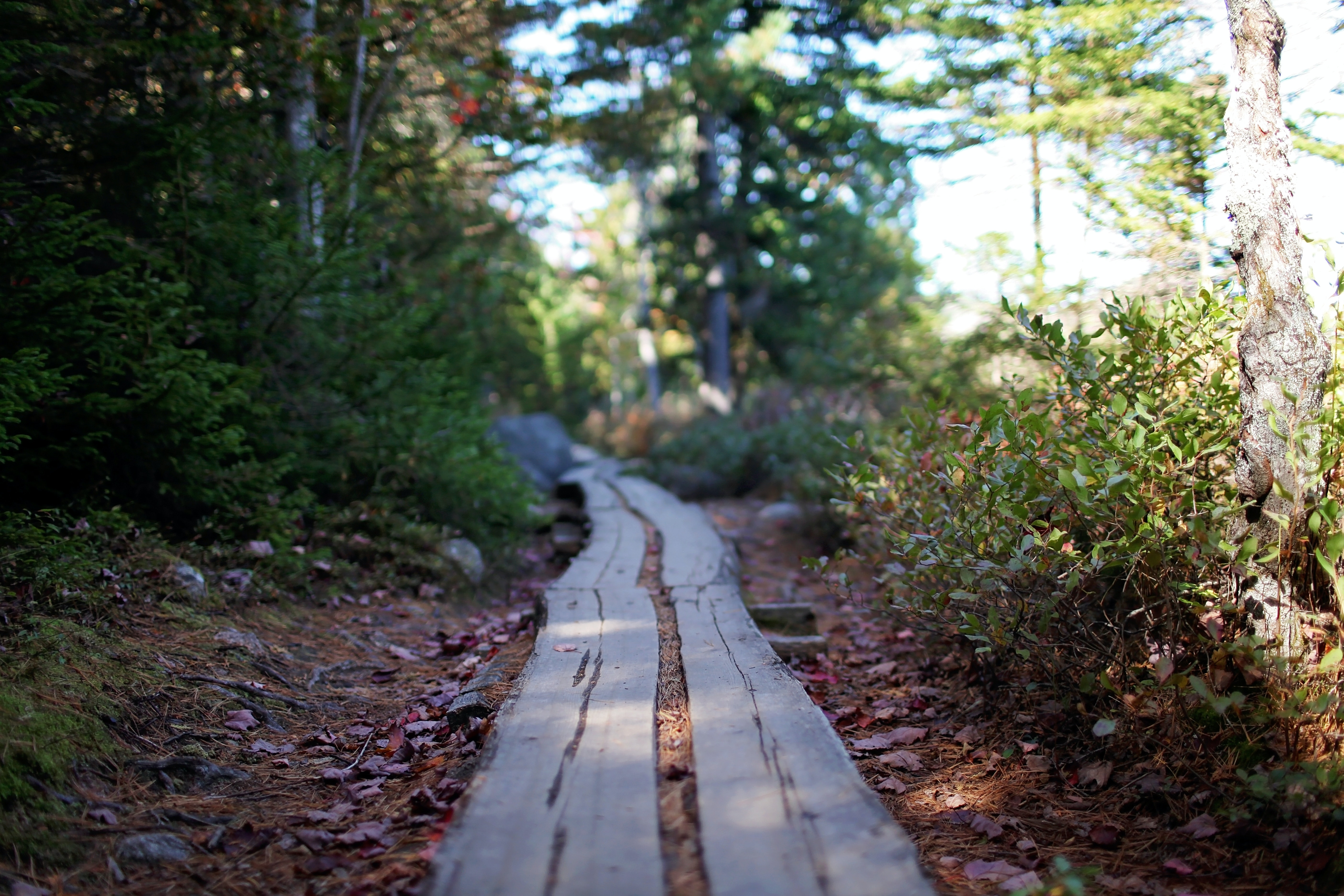 Path through the woods in Acadia National Park