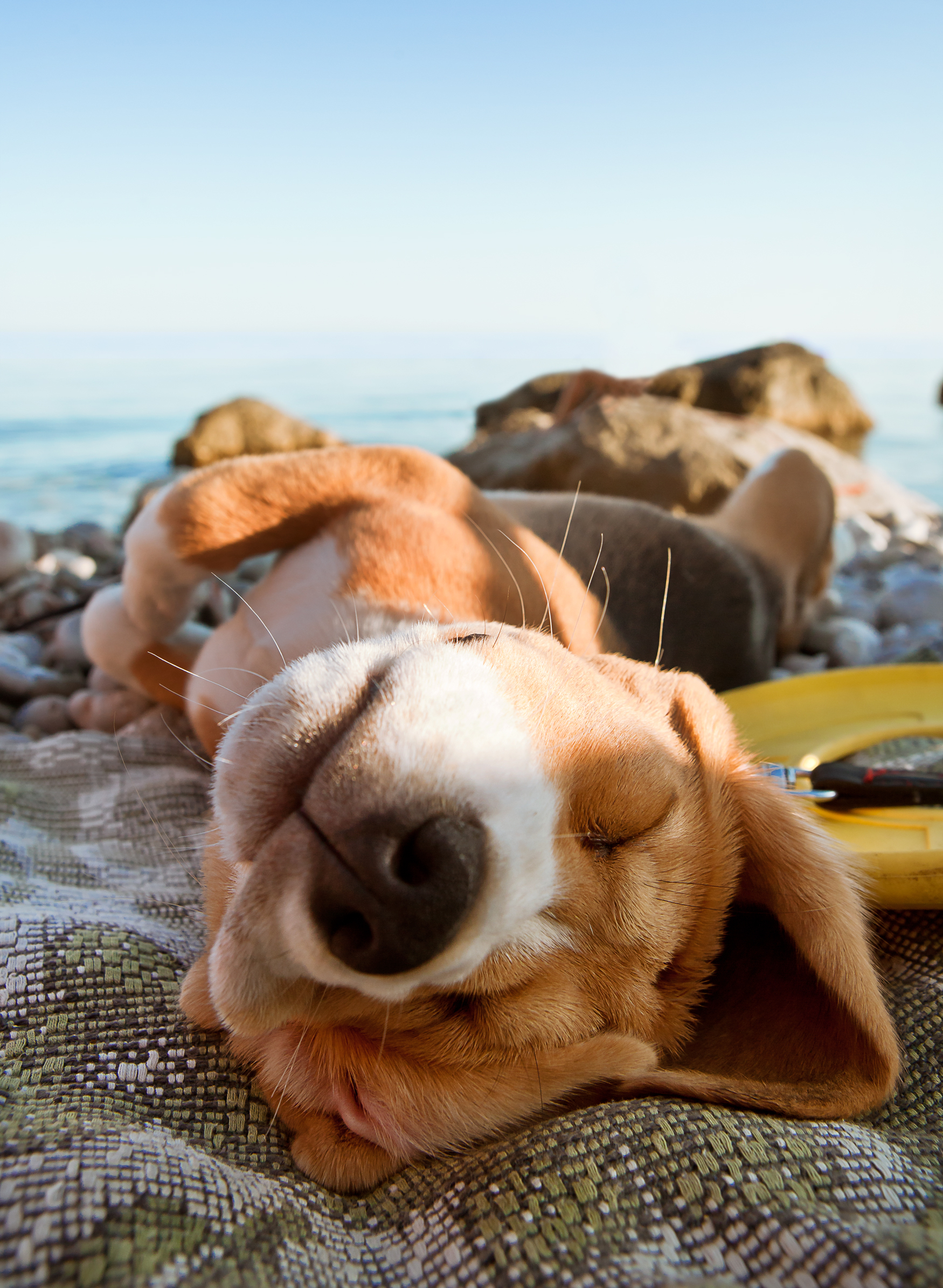 puppy sleeping on the beach