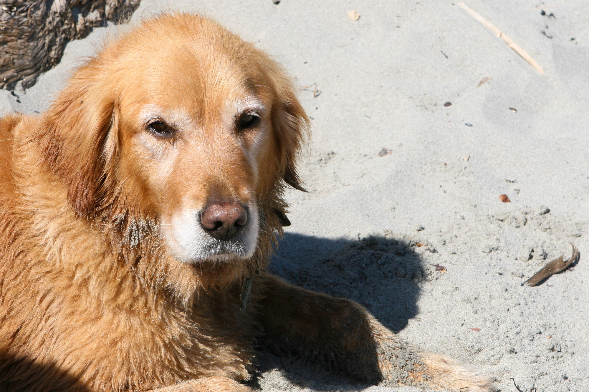 Best Beaches Between Boston and Marblehead for a Perfect Coastal Vacation - Dog on the Beach Near Boston MA