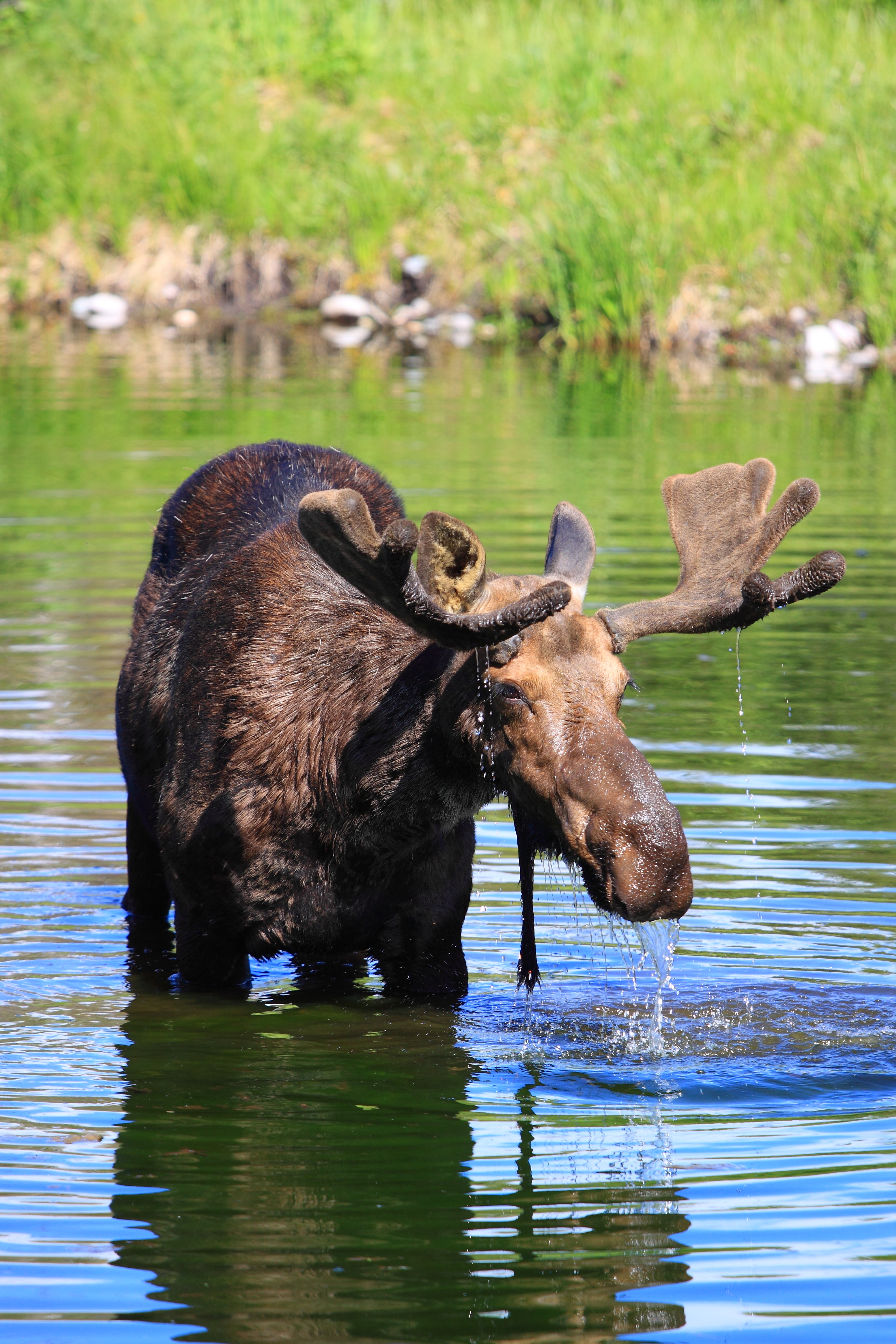 Grand Teton National Park Family Vacation Adventures - Moose in Grand Teton