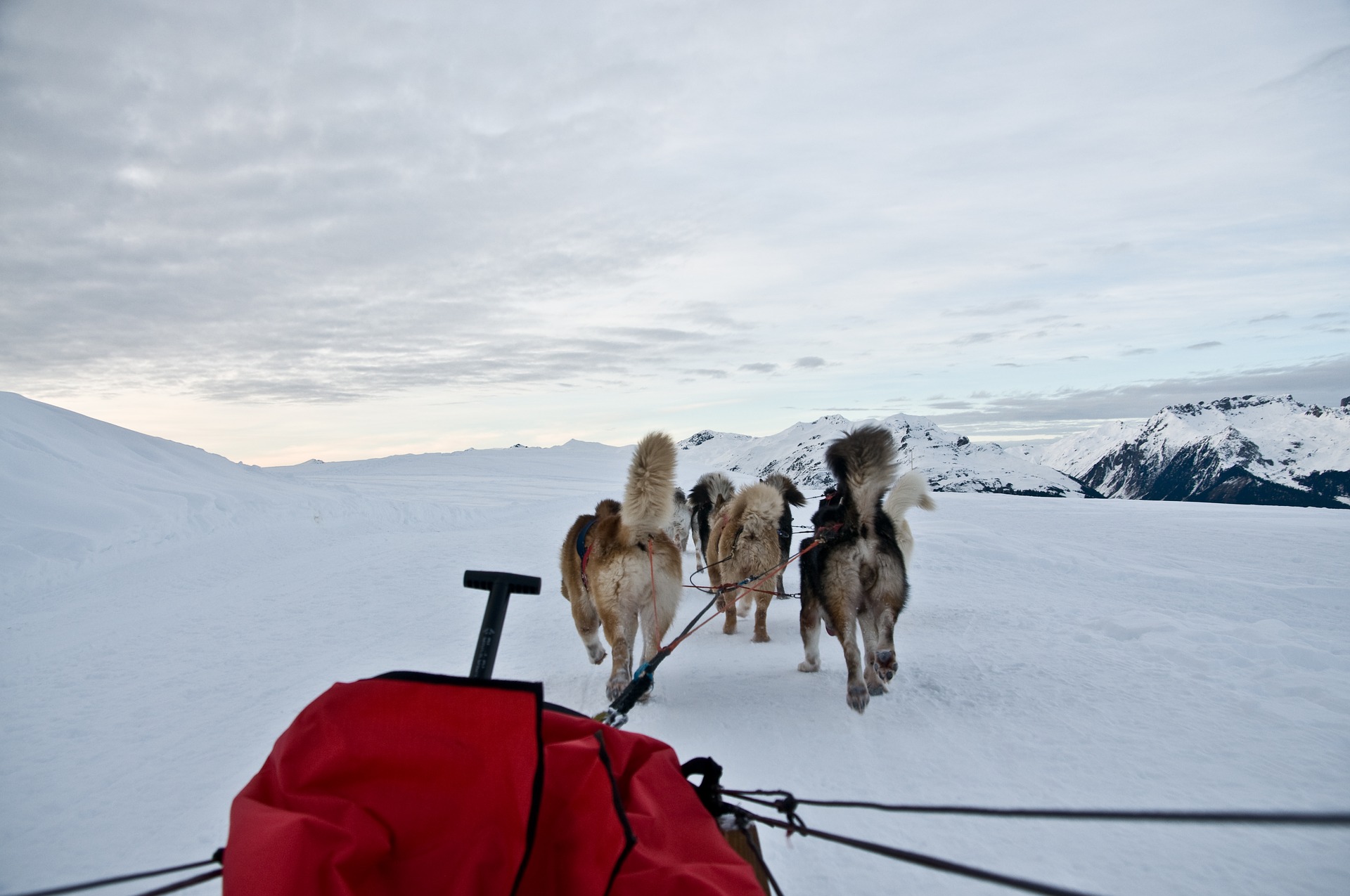 Denali National Park: Top Adventures, Scenic Views & Family-Friendly Experiences - Sled Dogs in Alaska