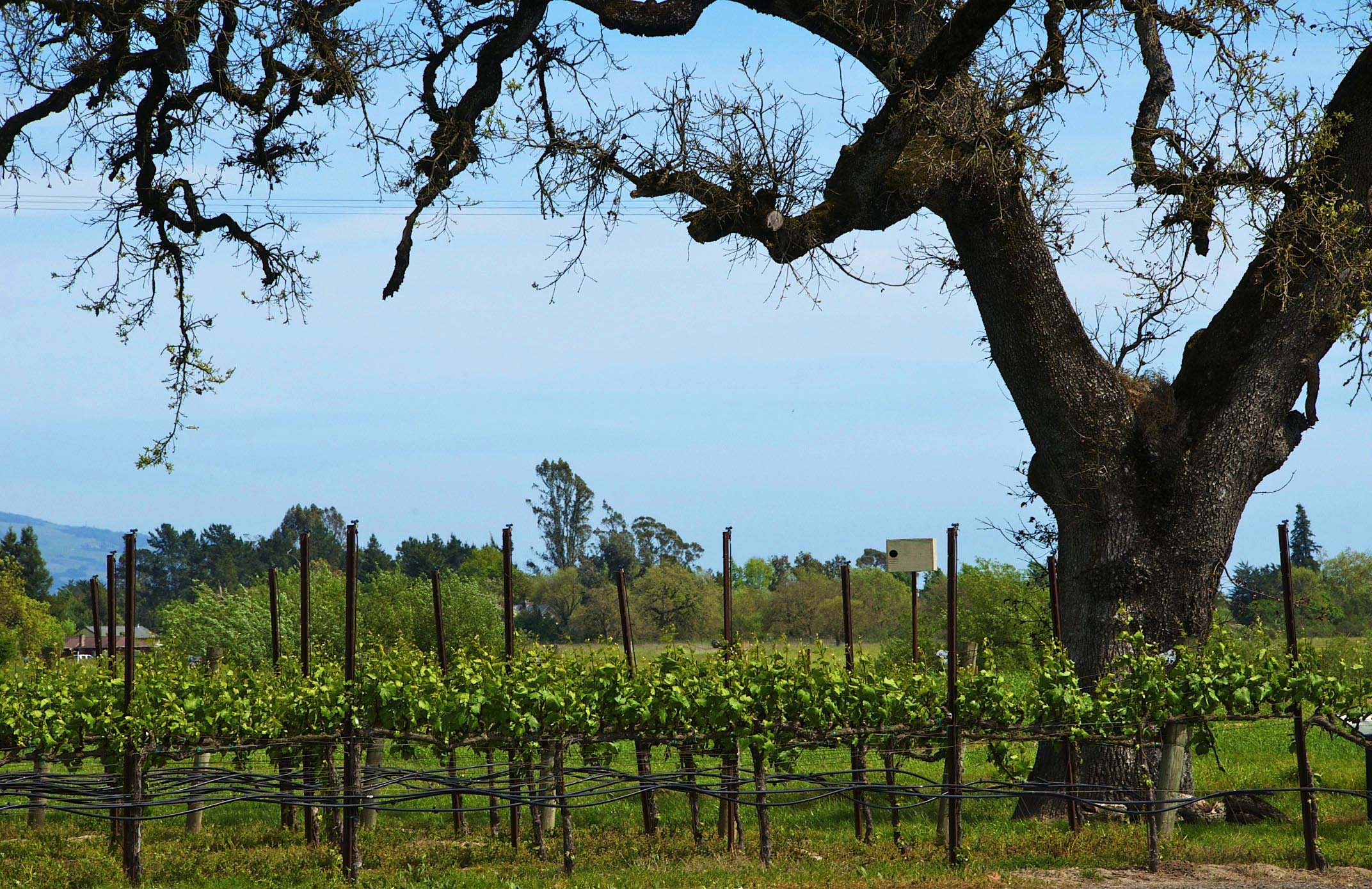 Ultimate Sonoma Family Vacation Guide: Best Things to Do, Where to Stay & Planning Tips - Vineyard Sonoma California