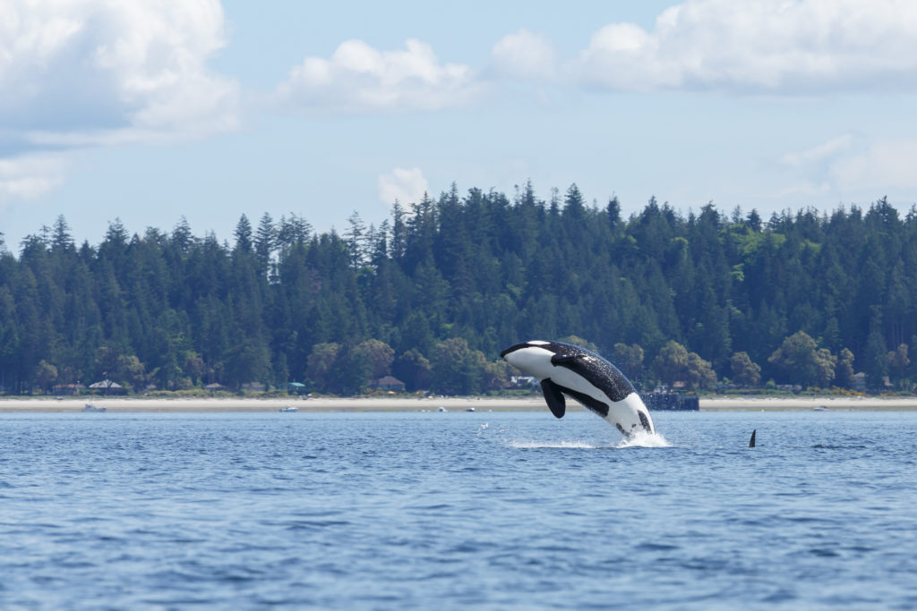 See Orca Whales off Orca Island