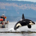 Plan Your Family Vacation in Washington with My Travel Guide - Whale Breeching
