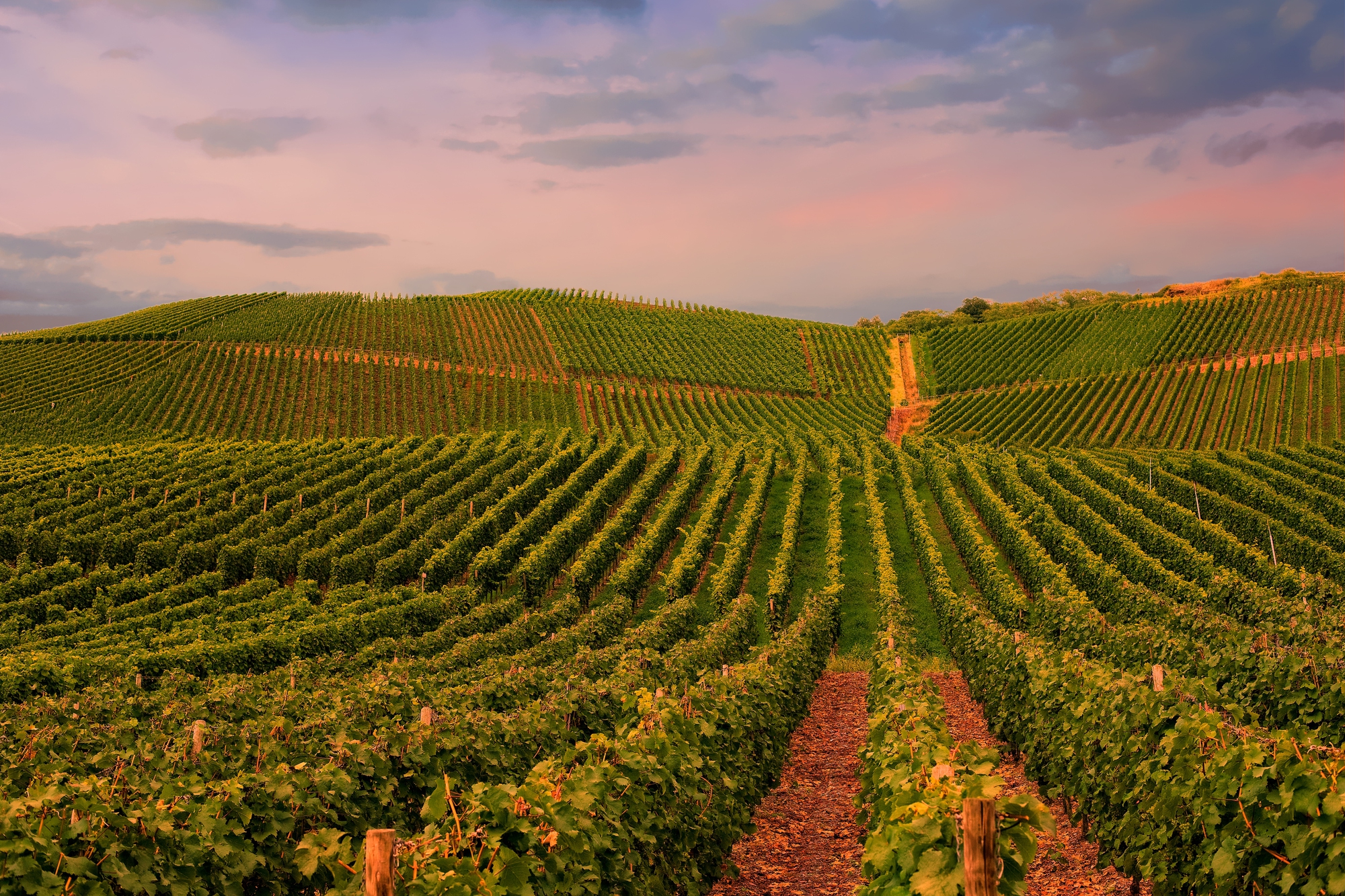 Napa Valley Family Vacation: A Complete Travel Guide with Kids - Napa Valley Vineyard in Autumn Before the Harvest