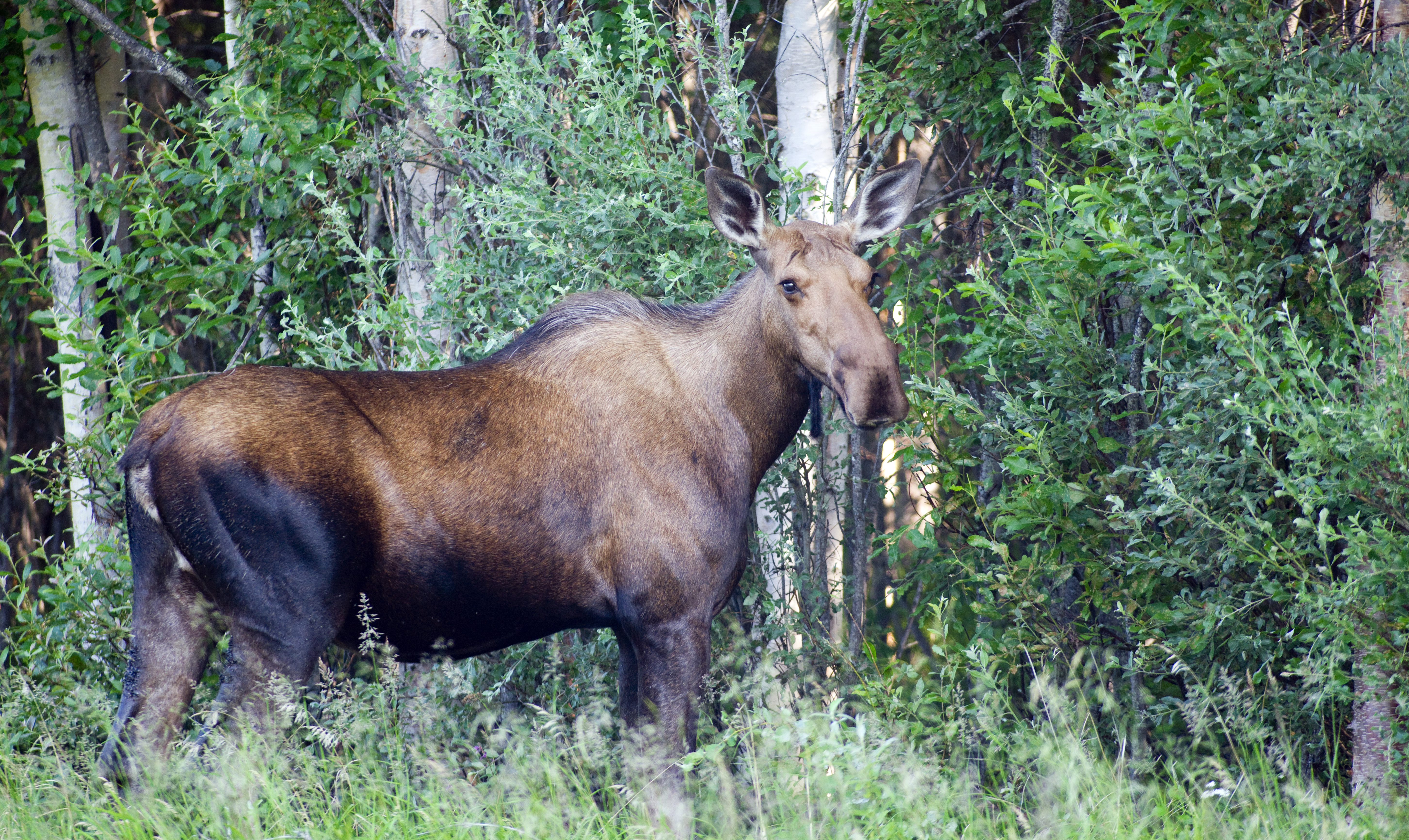 The Ultimate Anchorage Alaska Family Vacation Guide: Wildlife, Glaciers & Unforgettable Adventures for All Ages - Moose in Alaska