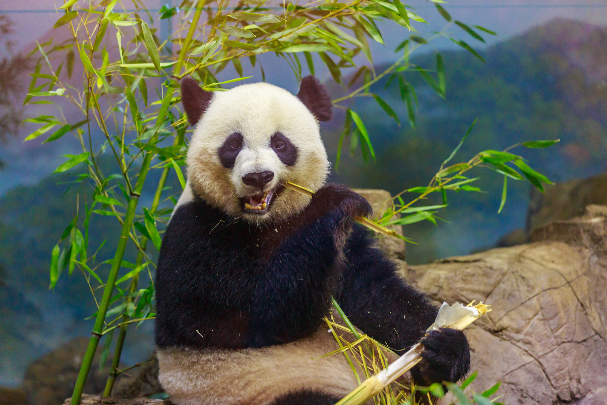 Where to See Giant Pandas: A Bucket List Travel Experience Worth Every Moment - Panda Eating Bamboo at the Zoo