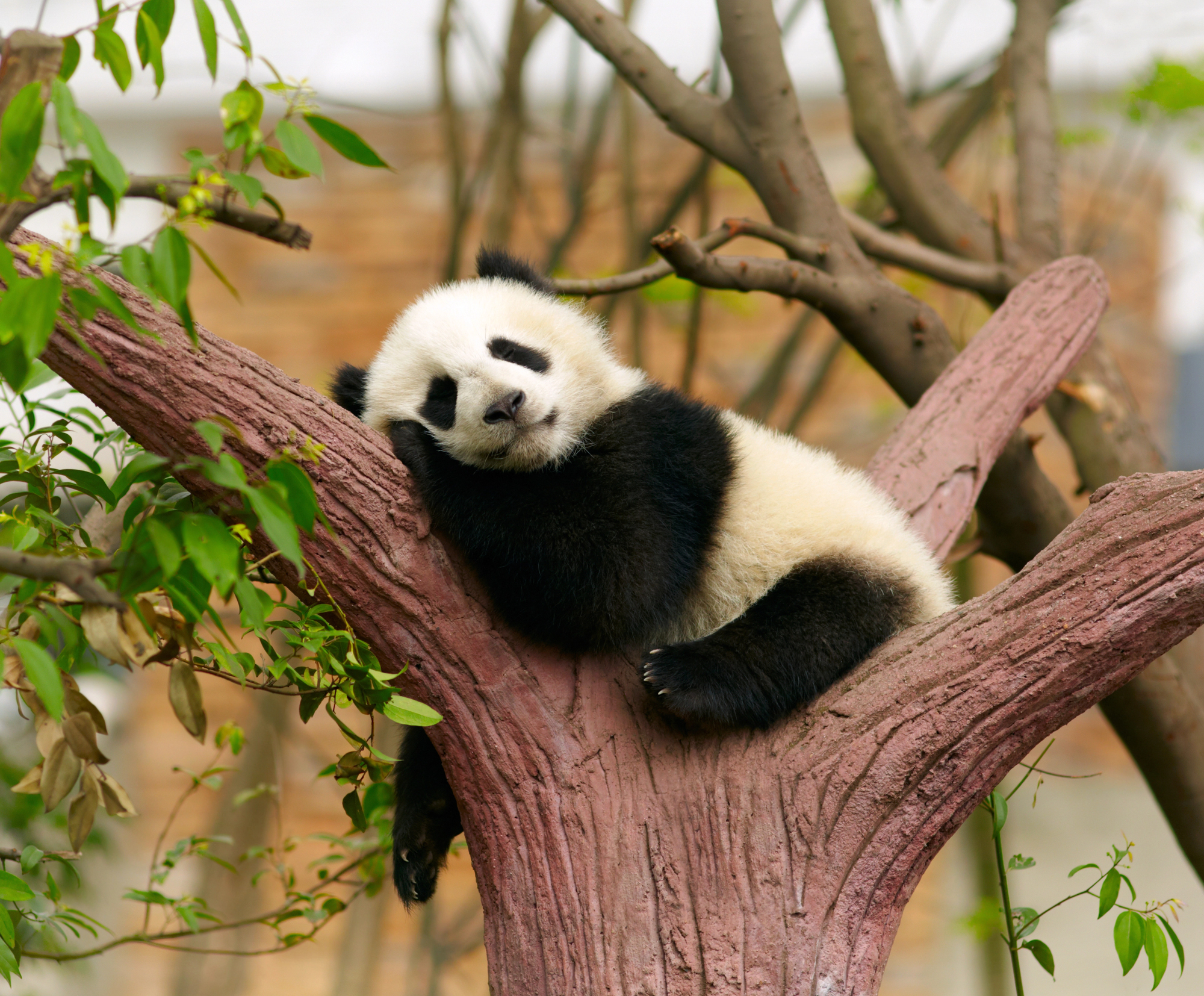 Where to See Giant Pandas: A Bucket List Travel Experience Worth Every Moment - Sleeping Giant Panda Baby in the Wild
