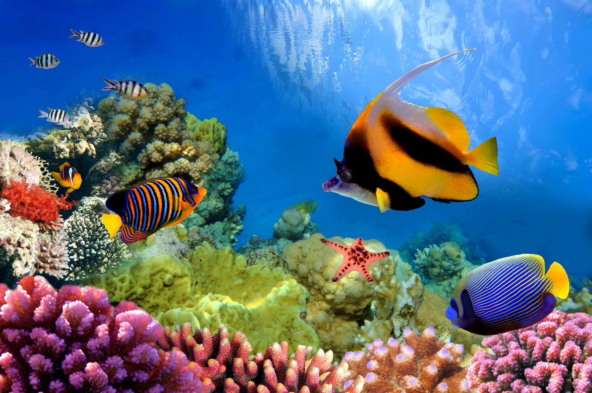 3 Destinations to Visit to See the Best Coral Reefs for World Reef