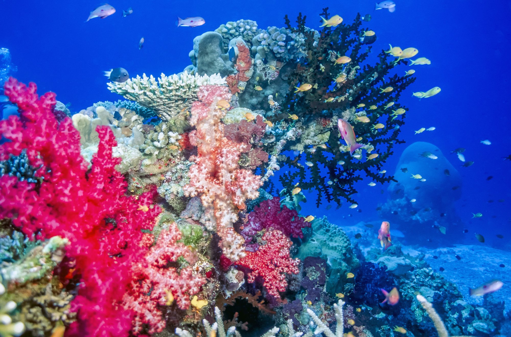 Reef near Fiji Islands