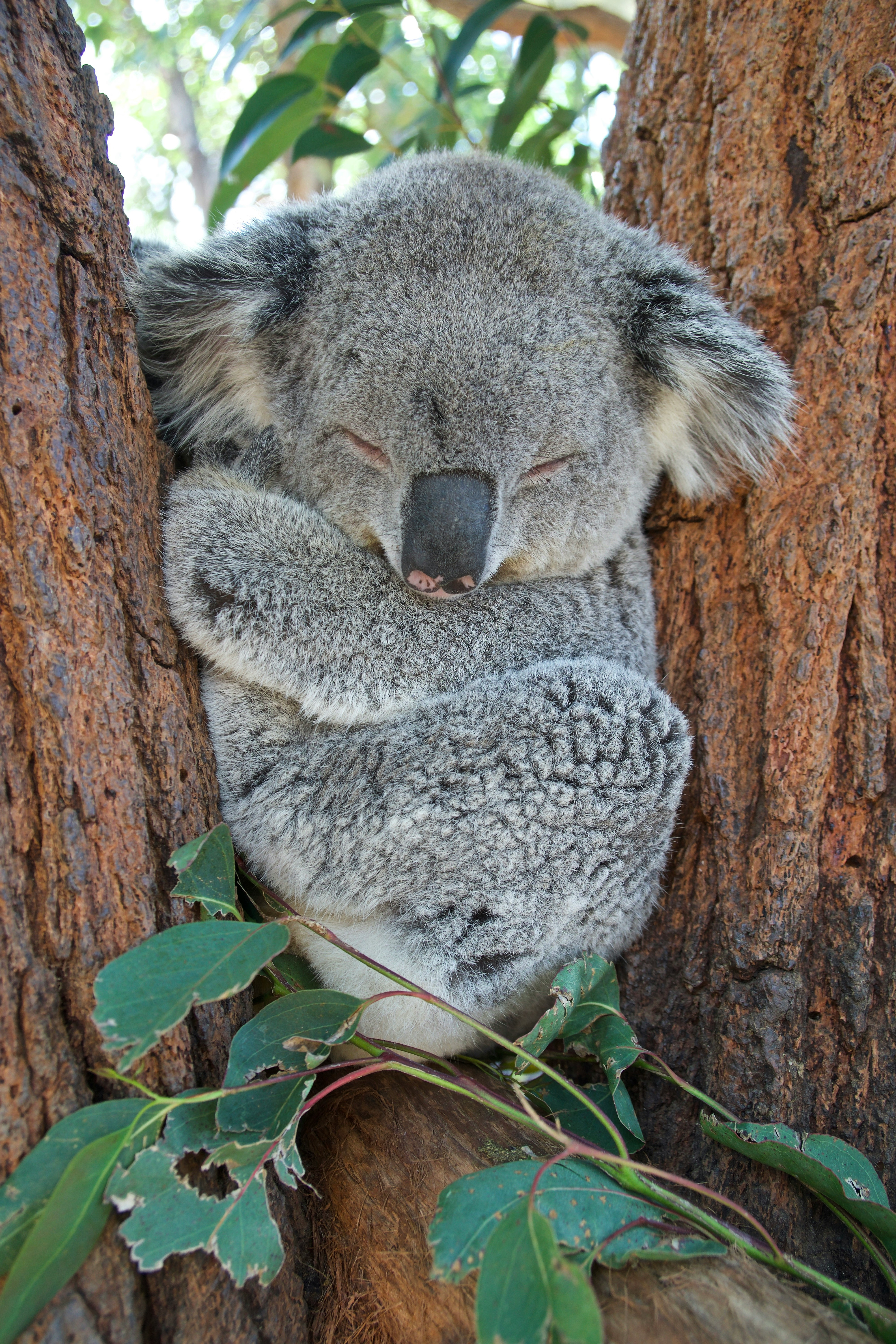 Koala in Australia