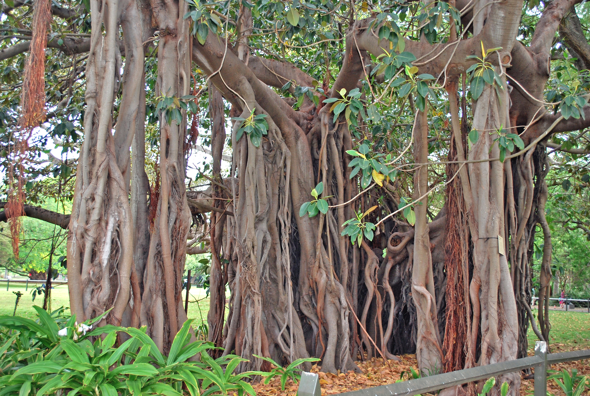 Luxury Guided Walks in Australia: The Outdoor Experiences Worth Every Step on Your Family Vacation - Banyan Trees in the Forest on Lord Howe Island in Australia