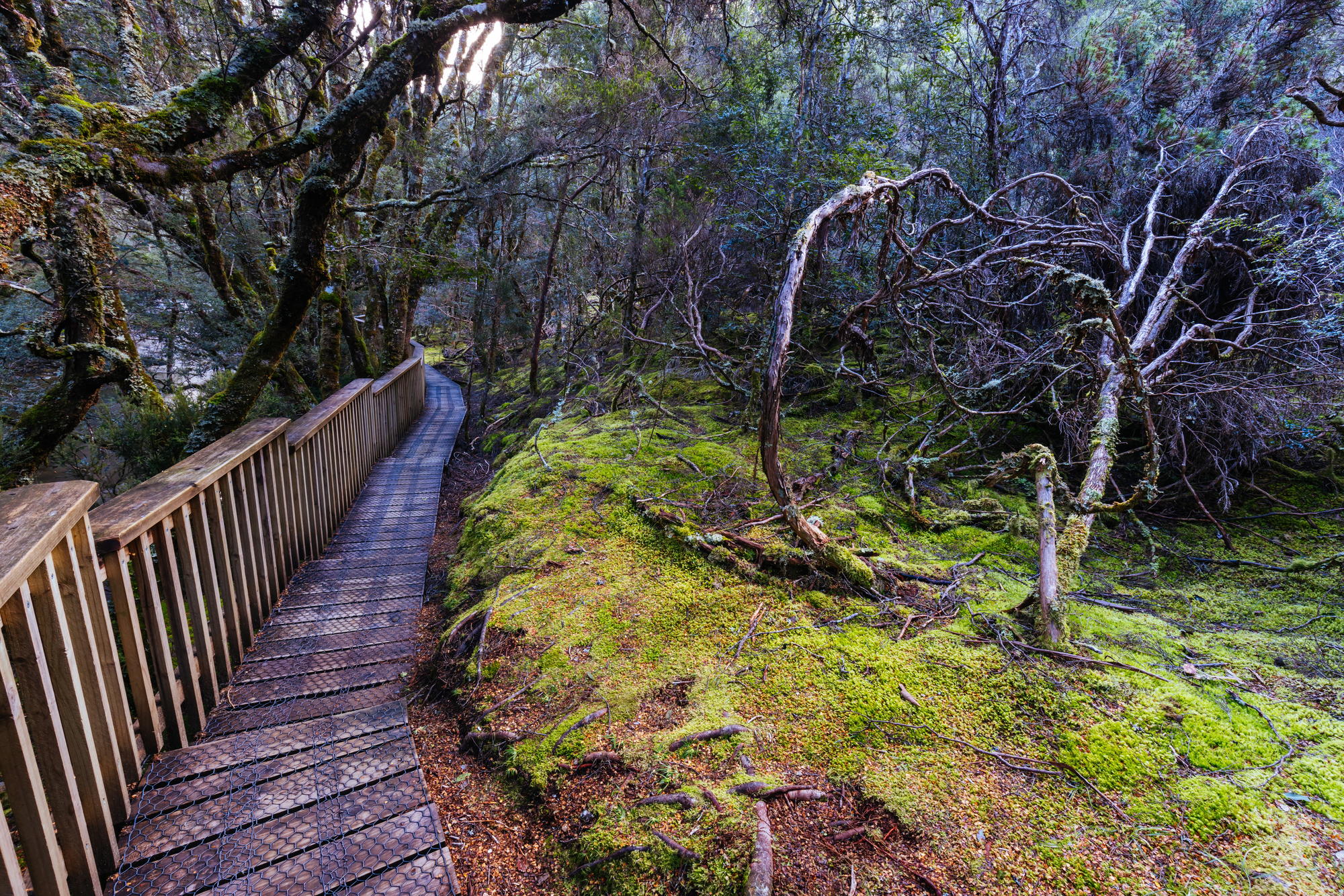 Enchanted Walk in Cradle Mountain in Tasmania