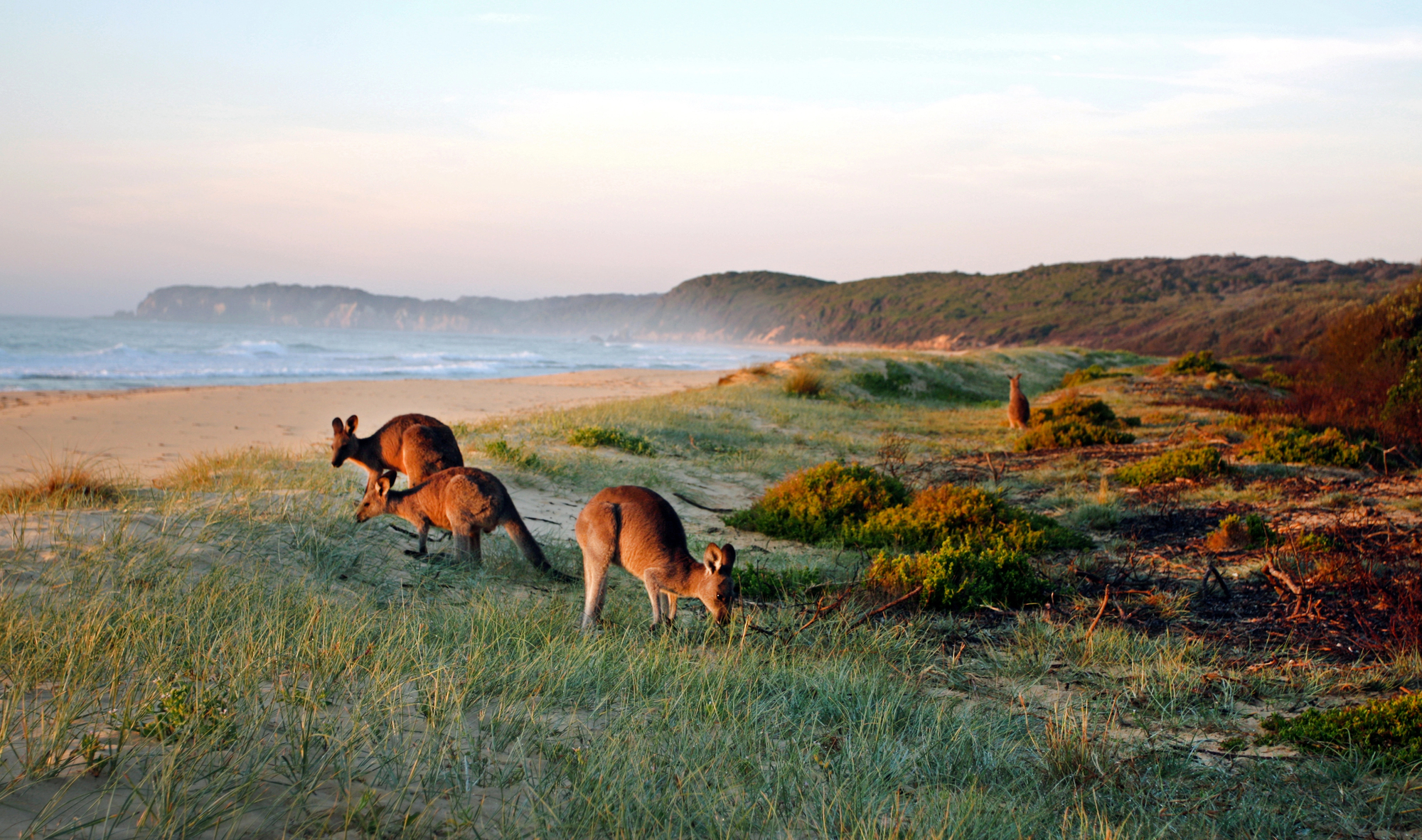 Luxury Guided Walks in Australia: The Outdoor Experiences Worth Every Step on Your Family Vacation - Kangaroos on the Beach in Australia