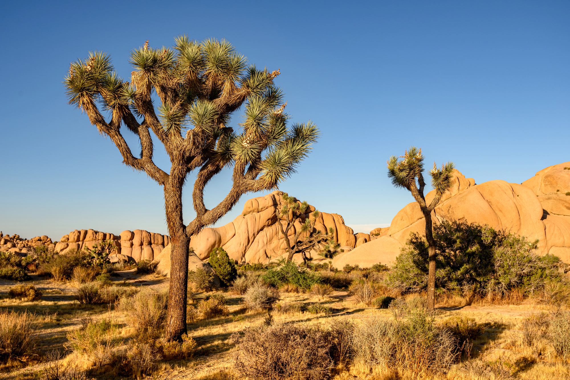 The Best Family Vacation in California: Unforgettable Experiences for Every Generation - Joshua Tree National Park