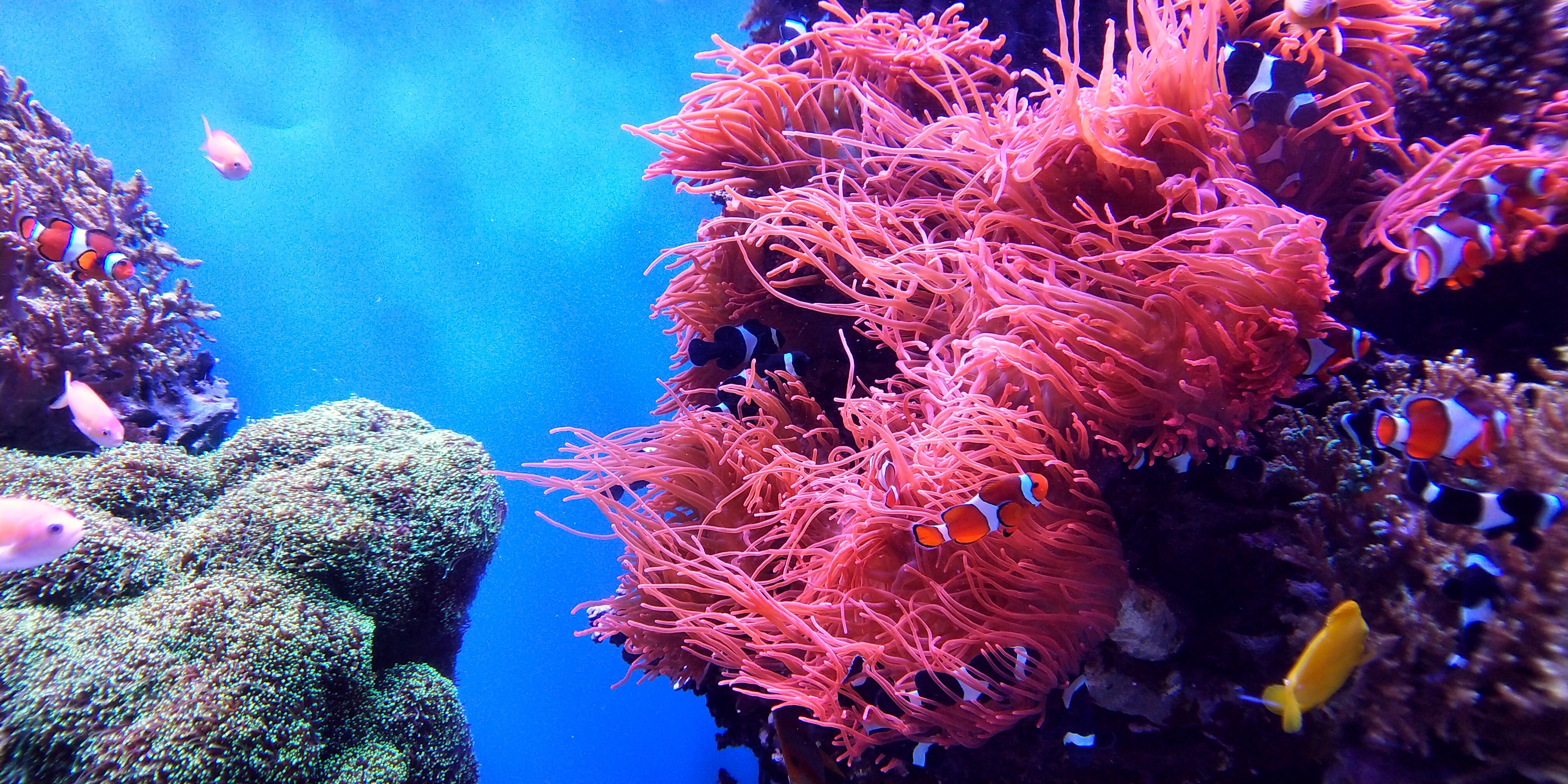 The Best States in Australia for a Family Vacation: A Guide to Where to Go, What to Feel, and Why It Matters - Great Barrier Reef