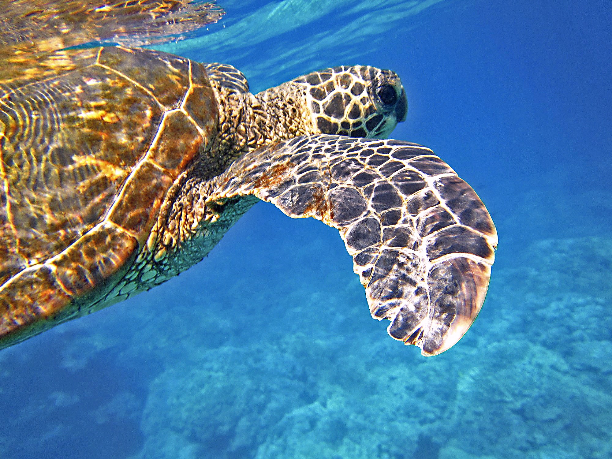 Snorkeling with Family in Hawaii