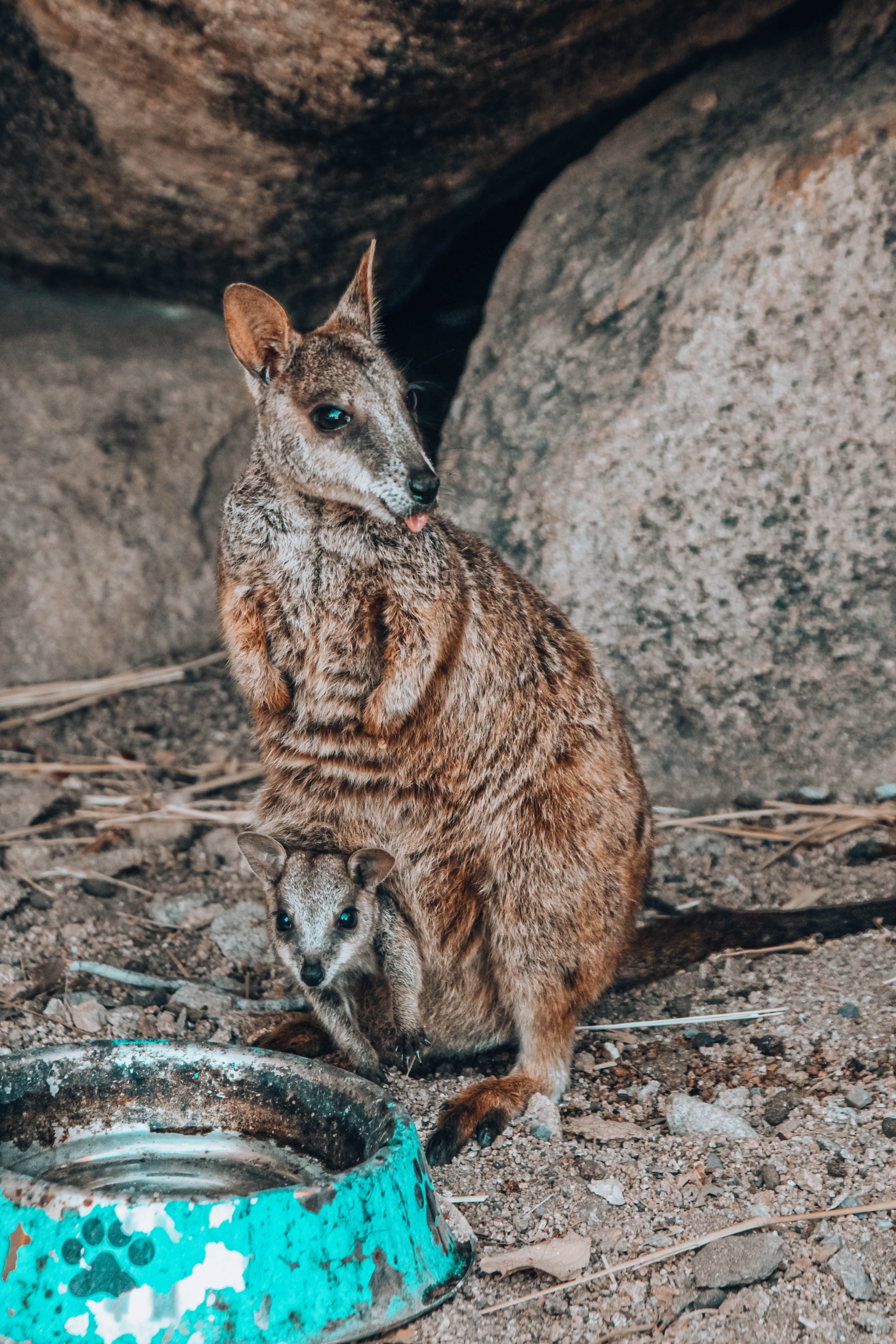 Kangaroo Island in Australia