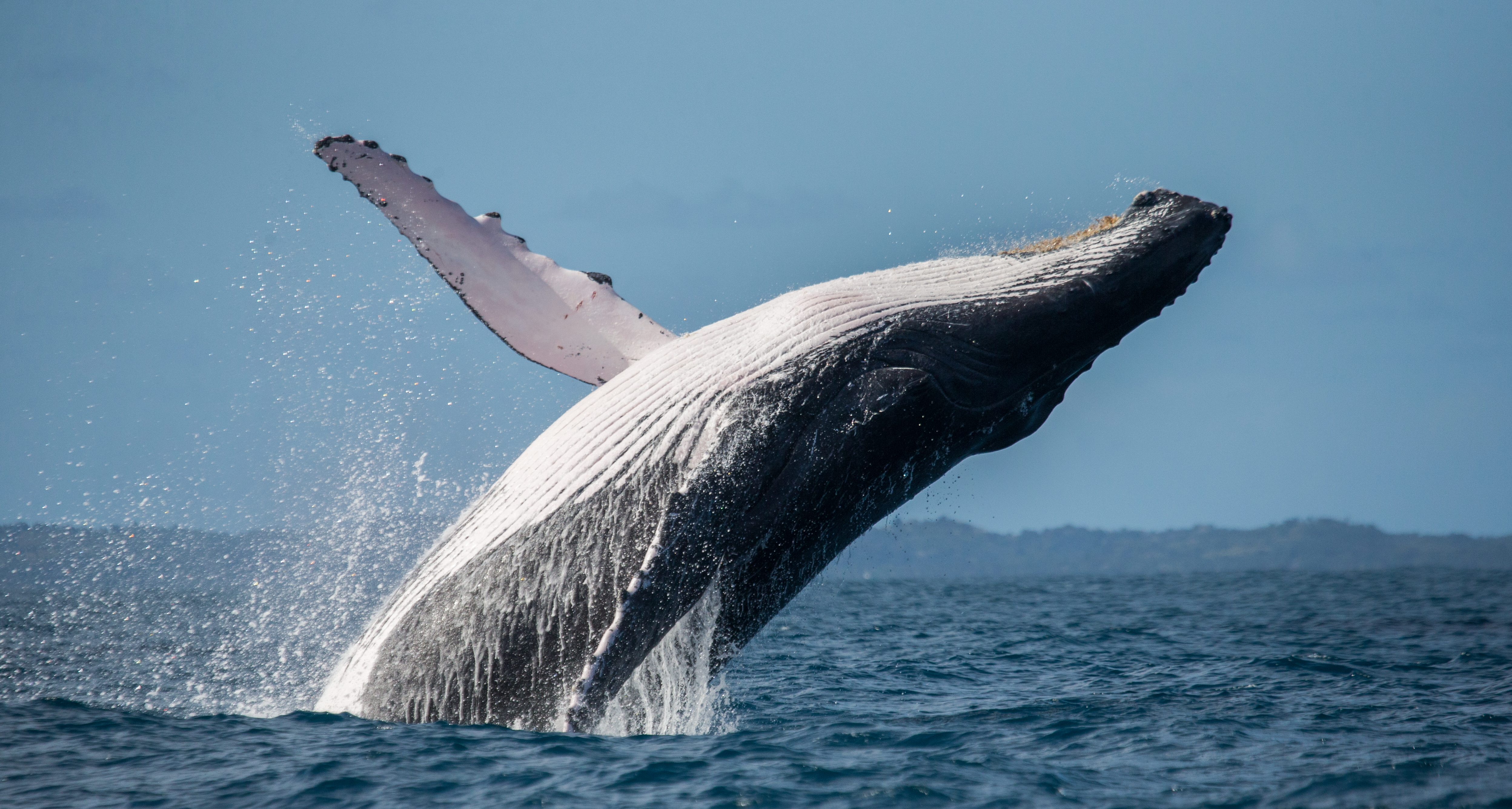 Breaching Humpback Whale