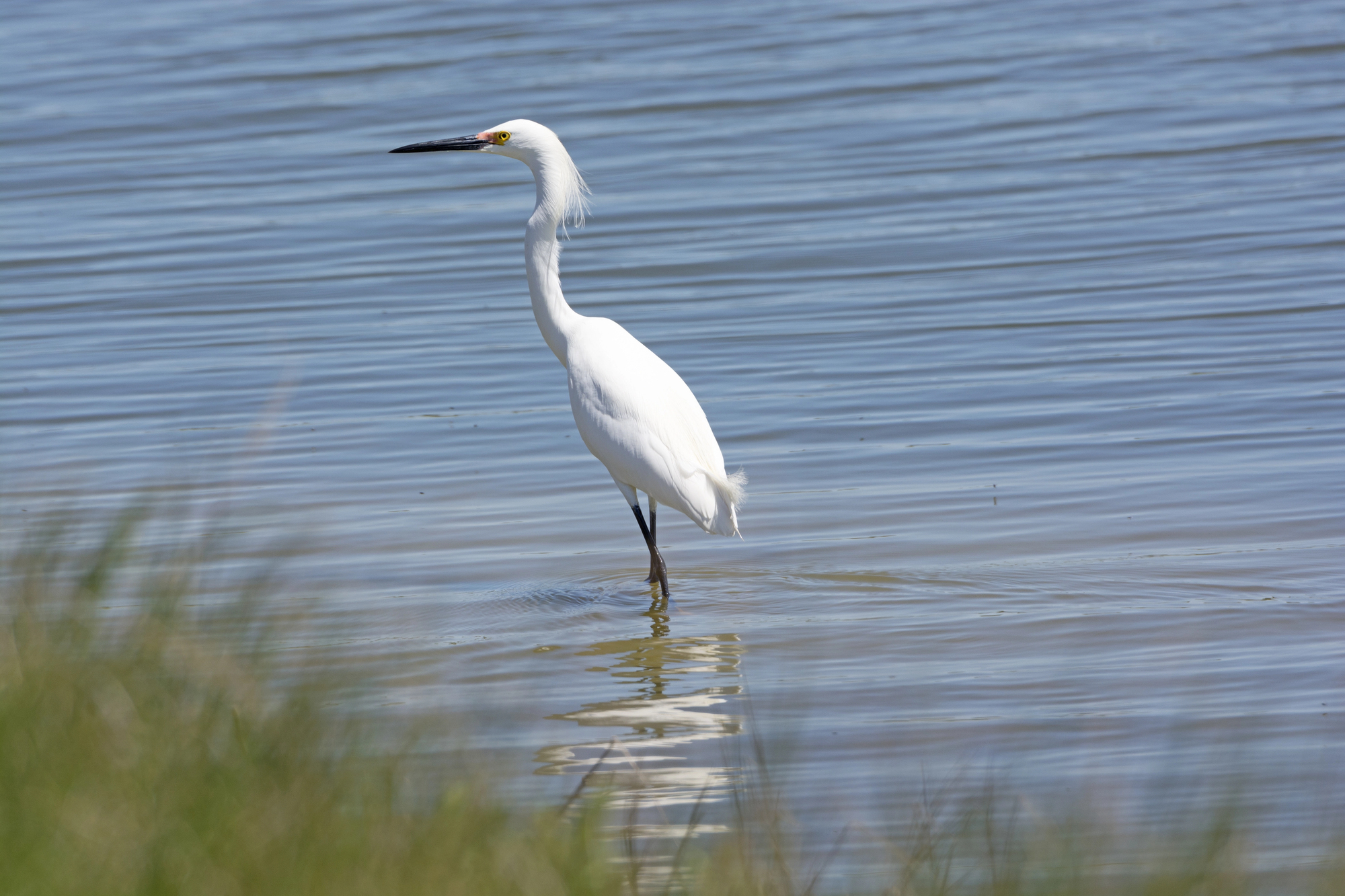 Amazing Things to Do in the Southeast for Your Winter Family Vacation - Egret at Pea Island National Wildlife Refuge in the Outer Banks