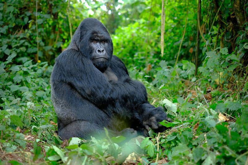 Gorilla sitting in the forest