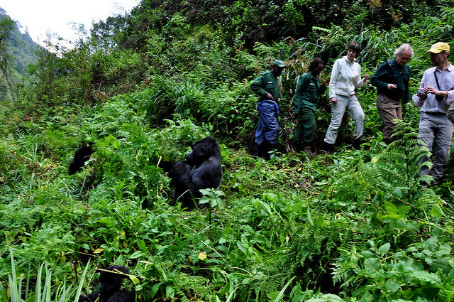 people on a gorilla trek walking next to gorillas in the forest
