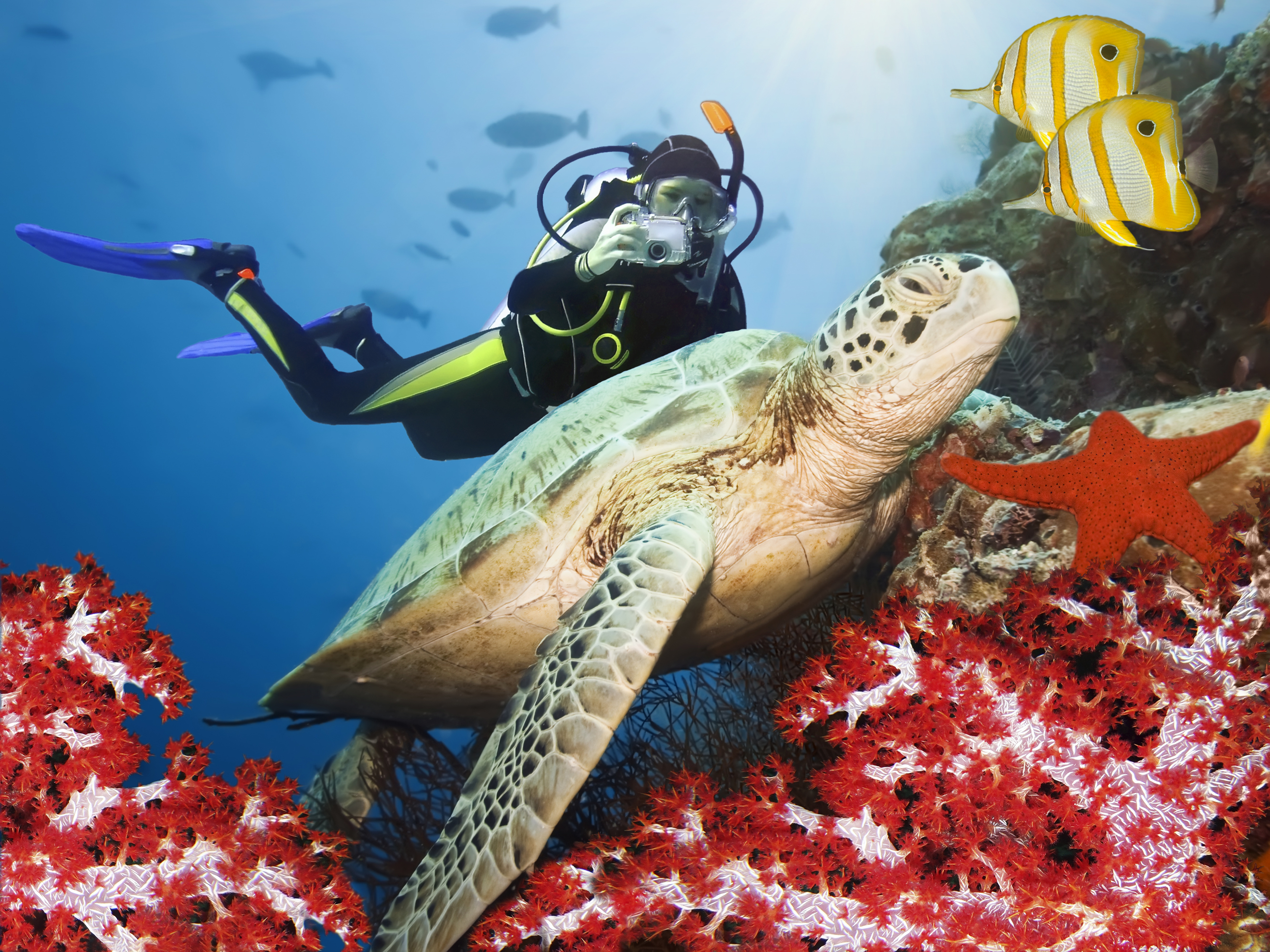 Sea Turtle in the Galapagos Islands