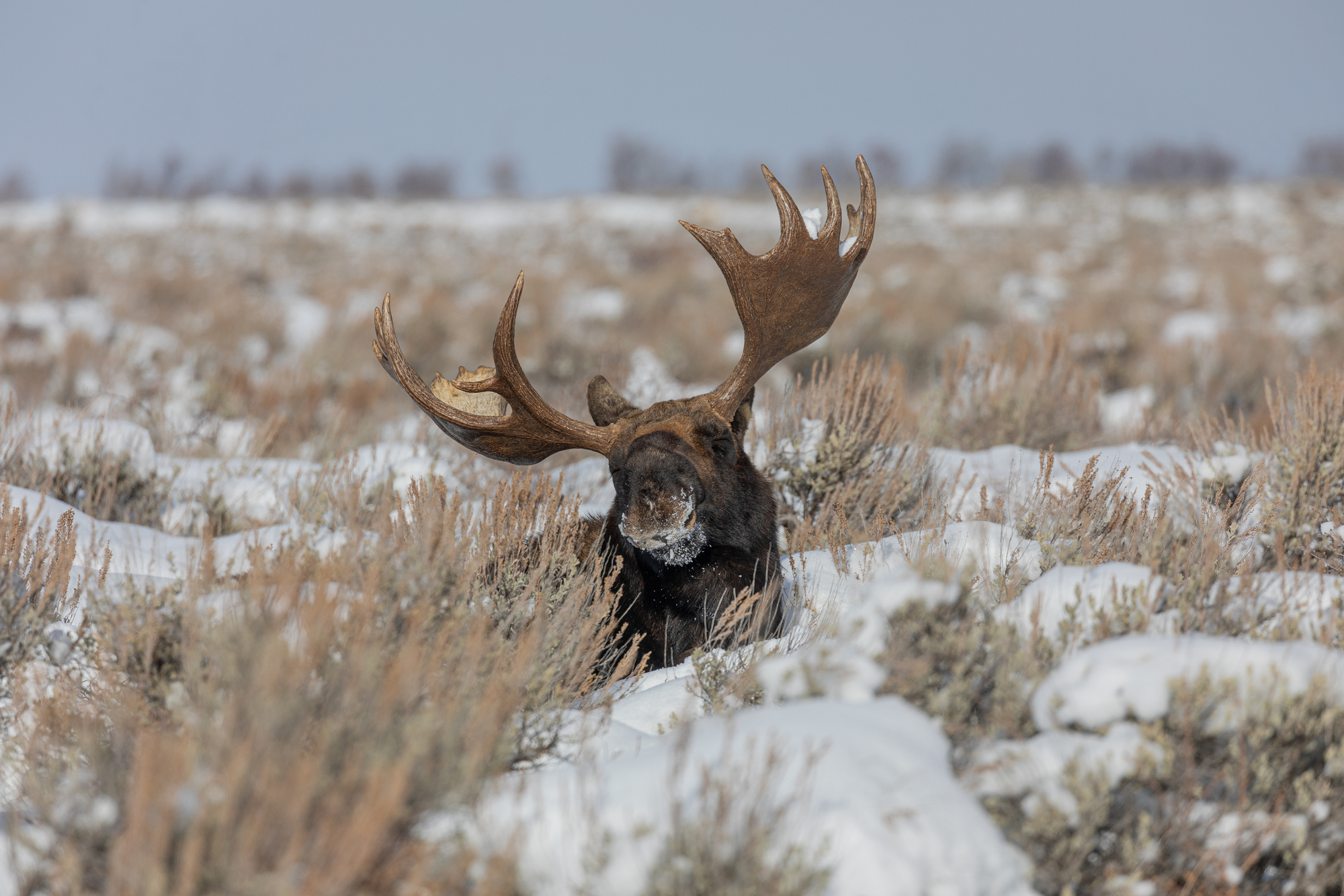 Grand Teton Winter Safari: An Amazing Family Adventure - Moose During Winter in Grand Teton National Park