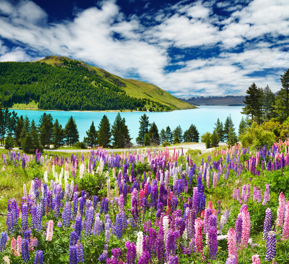 The Best Things to Do for Families in Each New Zealand Region