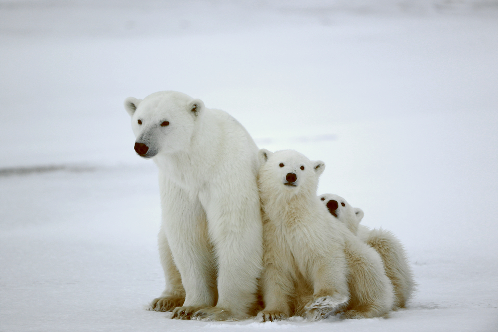 Visiting Polar Bears in the North Pole