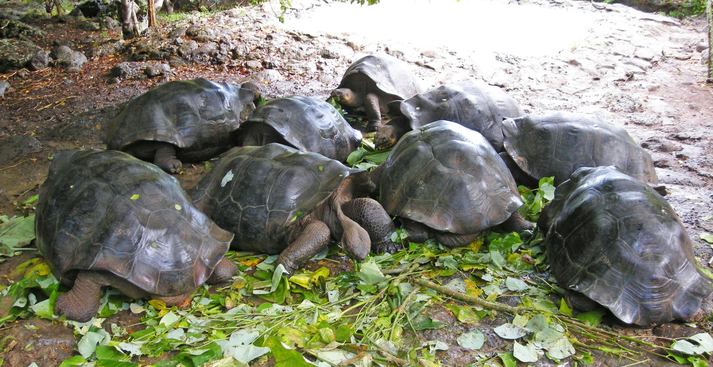 Swim With Sea Turtles in the Galapagos: The Family Trip Your Kids Will Talk About for the Rest of Their Lives - Land Turtles