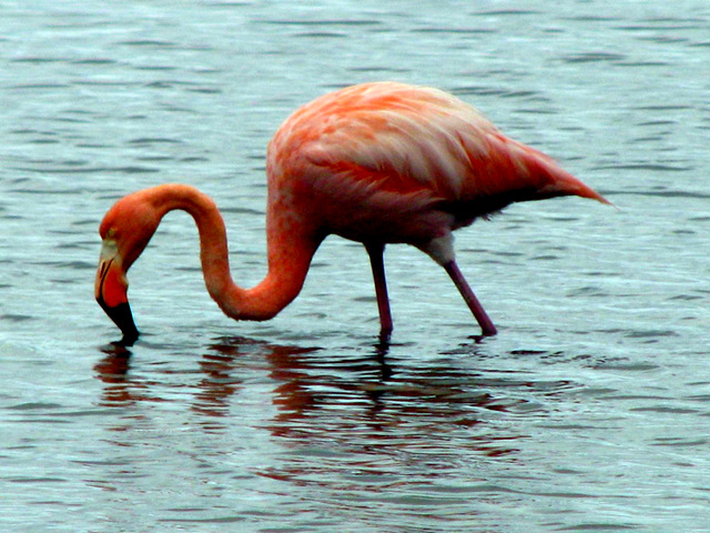 Flamingos in the Galapagos Islands