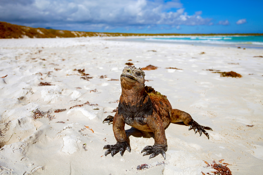 Best Things to Do During a Family Vacation in the Galapagos Islands
