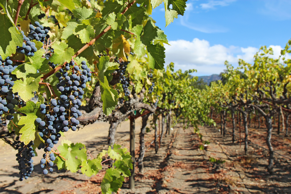 Best Things to Do in Napa Valley During Your Next Wine Road Trip