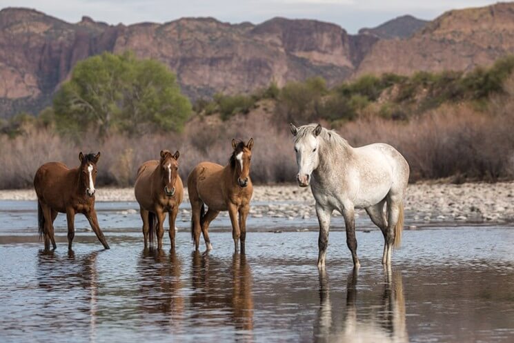 Horseback Riding