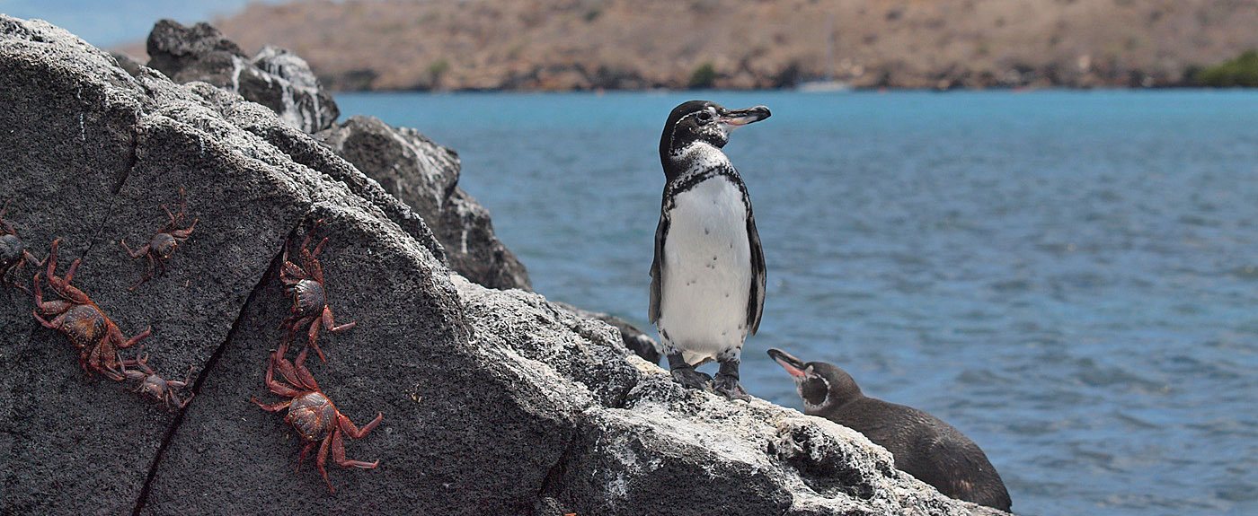 Galapagos Penguin