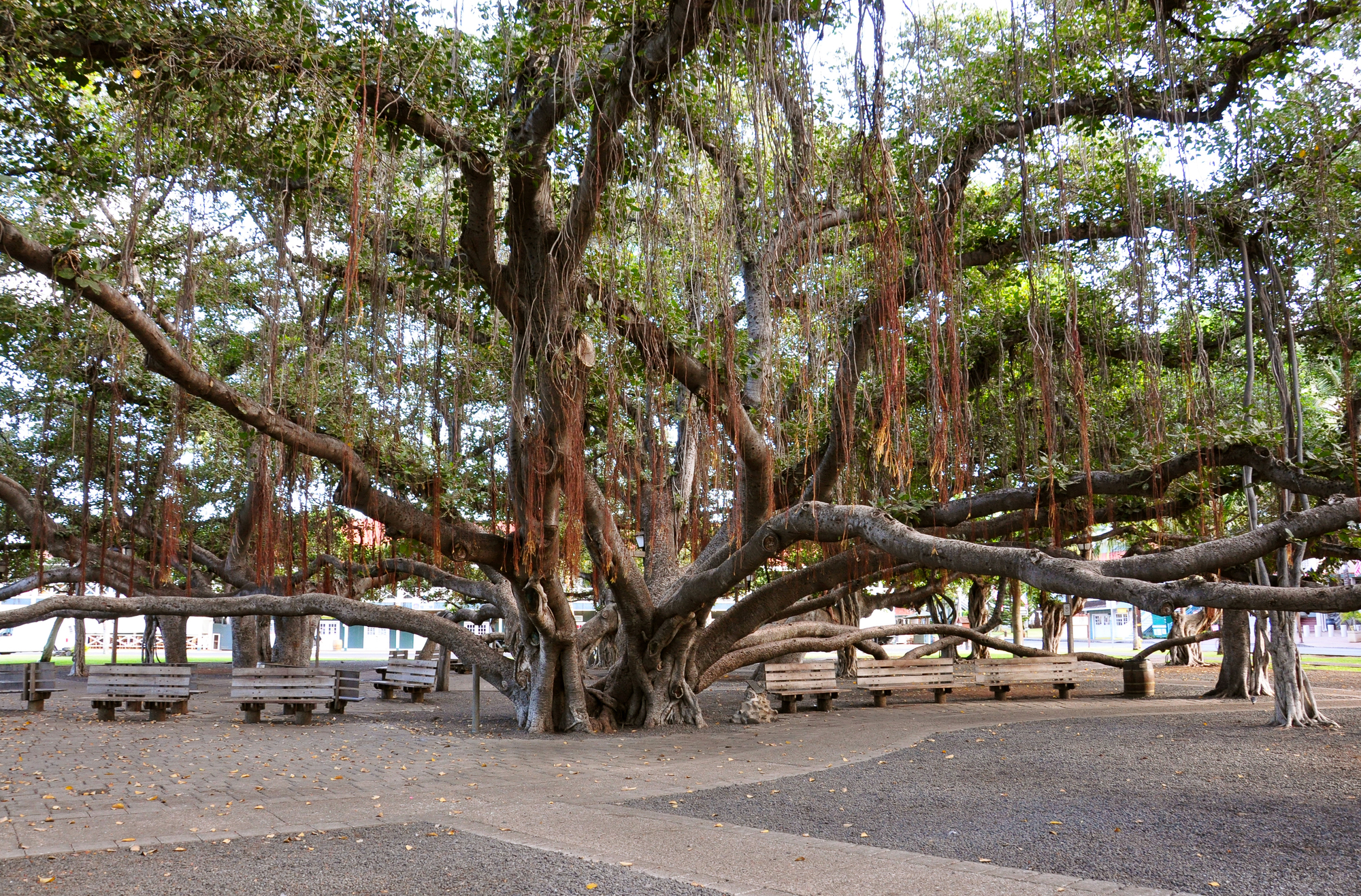 Lahaina Banyan Tree Park on Maui