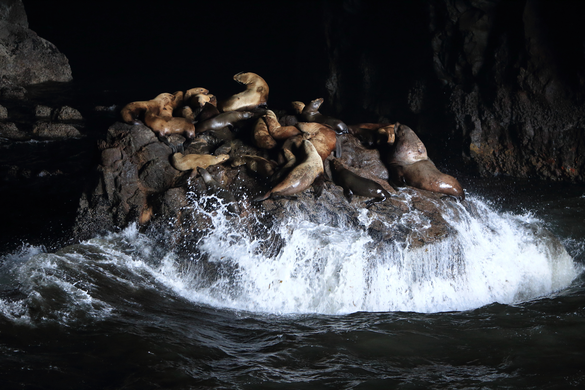 Sea Lion Caves in Oregon