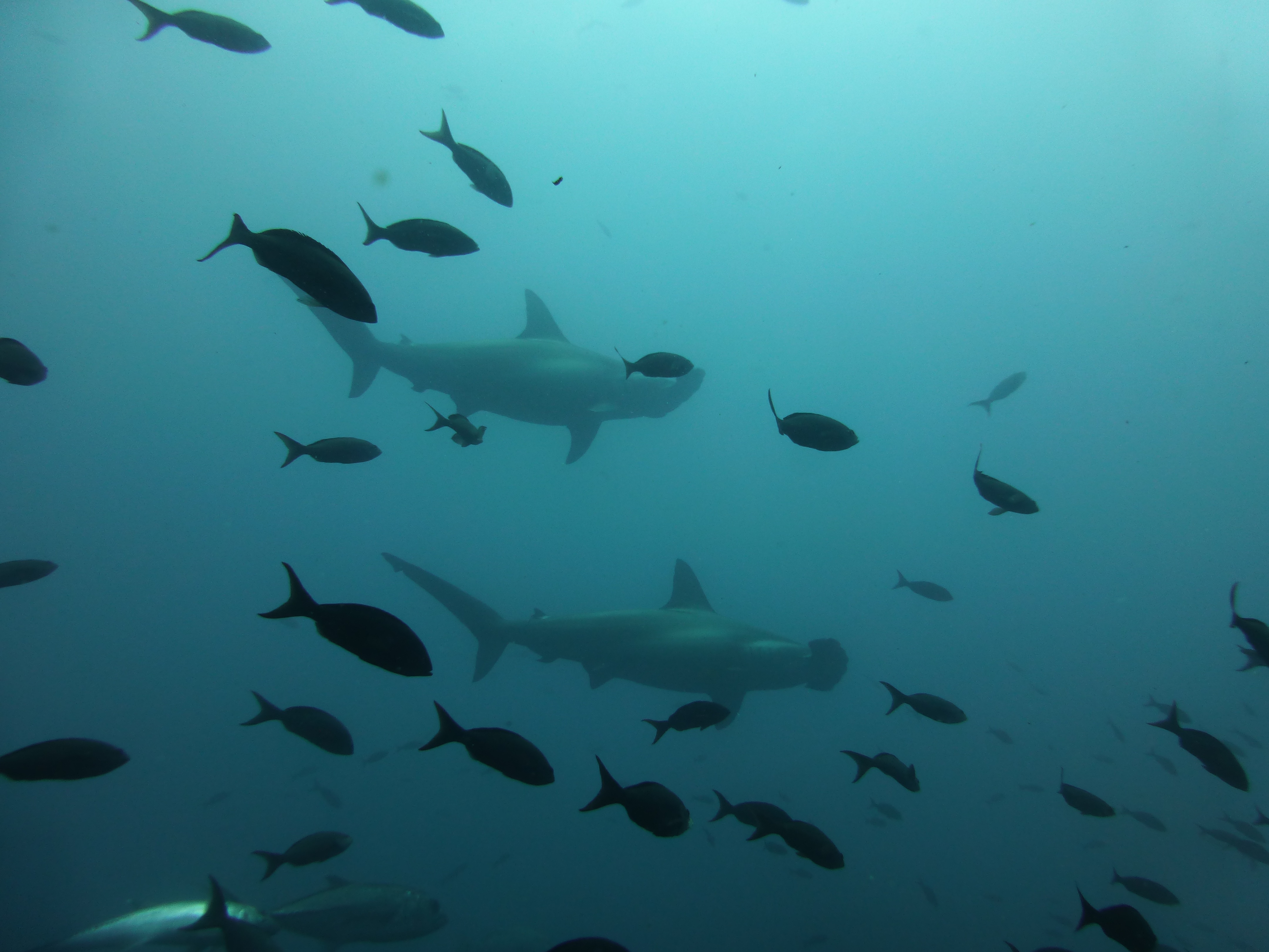 Galapagos Family Vacation Guide: The Trip Your Kids Will Talk About for Years - Hammerhead sharks