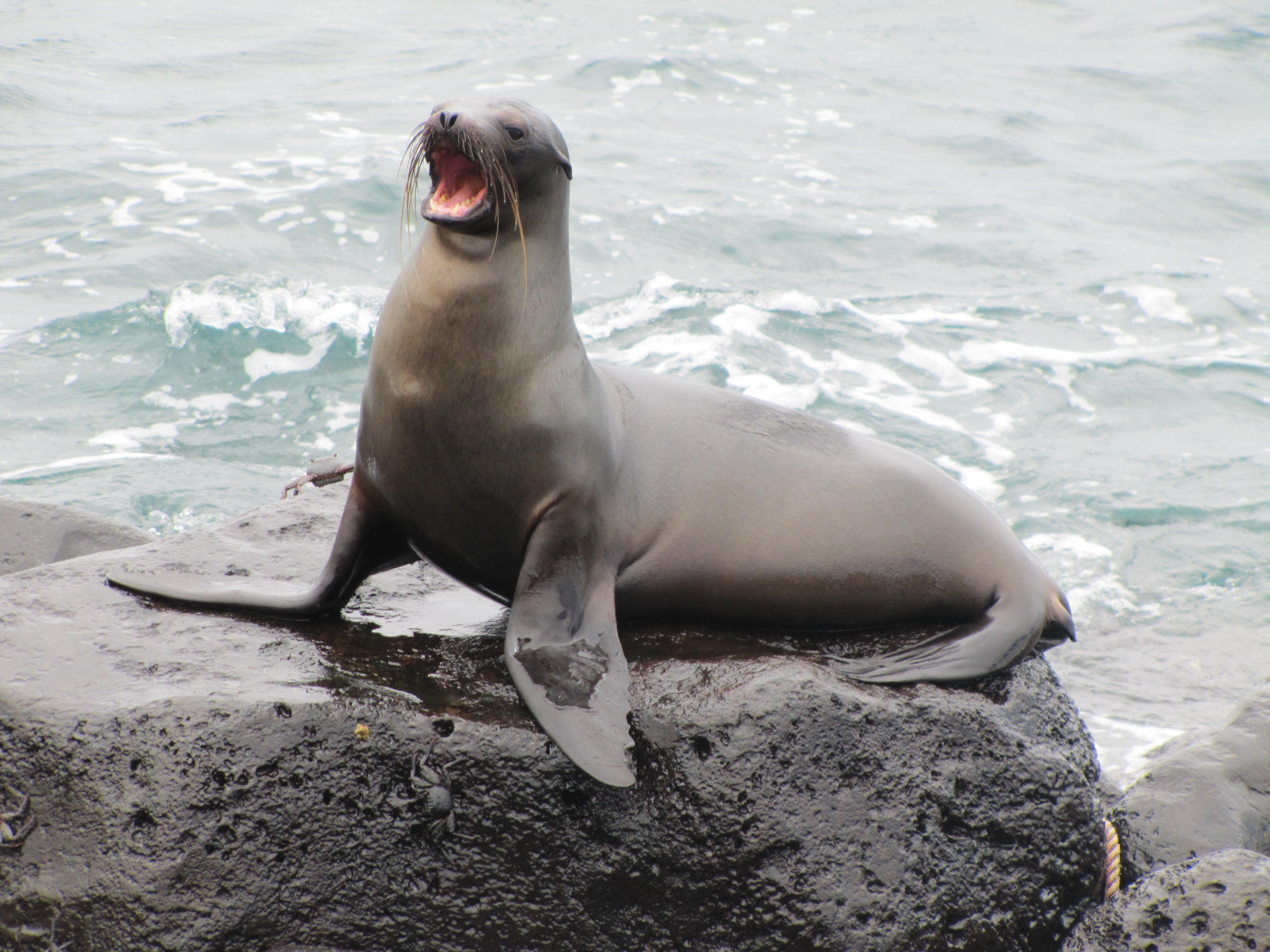 Best Galapagos Island for Families: Santa Cruz, Isabela, or San Cristobal? - Sea Lion in the Galapagos