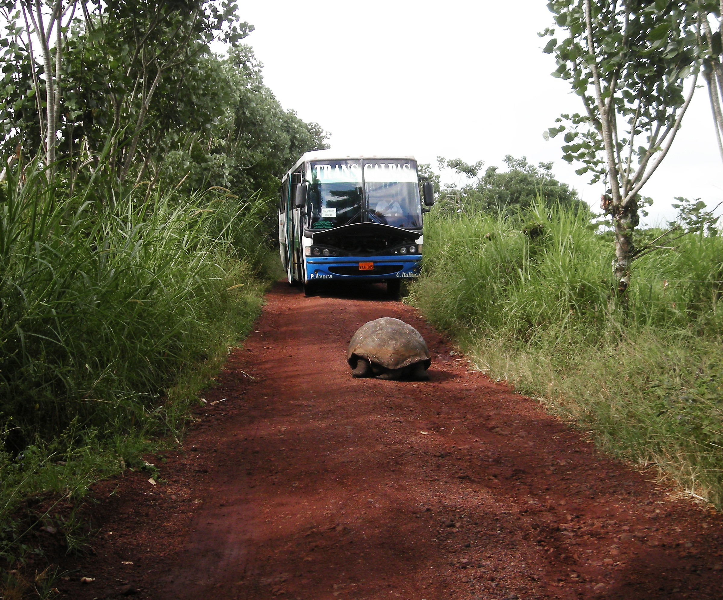 Tortoise in the Road in the Galapagos