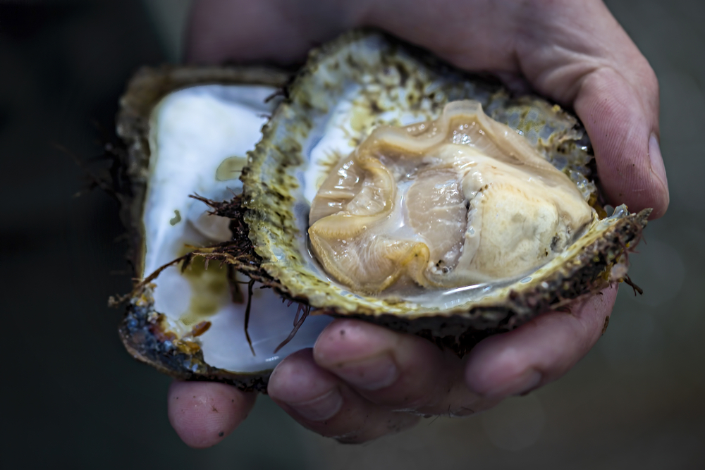 Love Oysters? Check Out the Local Oyster Farm in Homer, Alaska