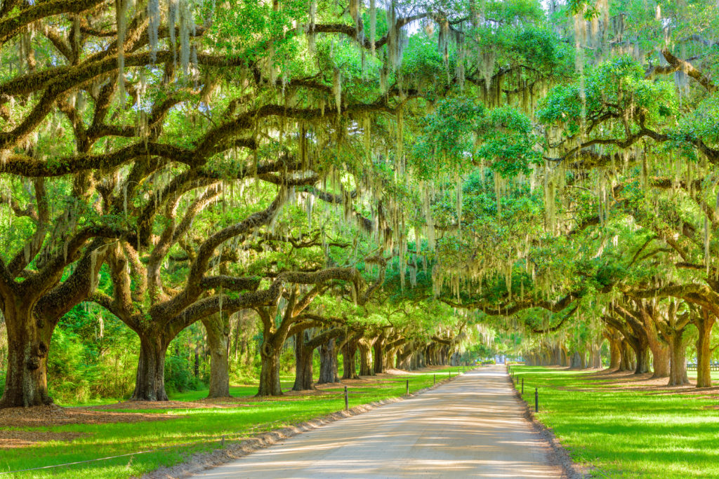 Charleston, SC - Tree-Lined Plantation Entrance