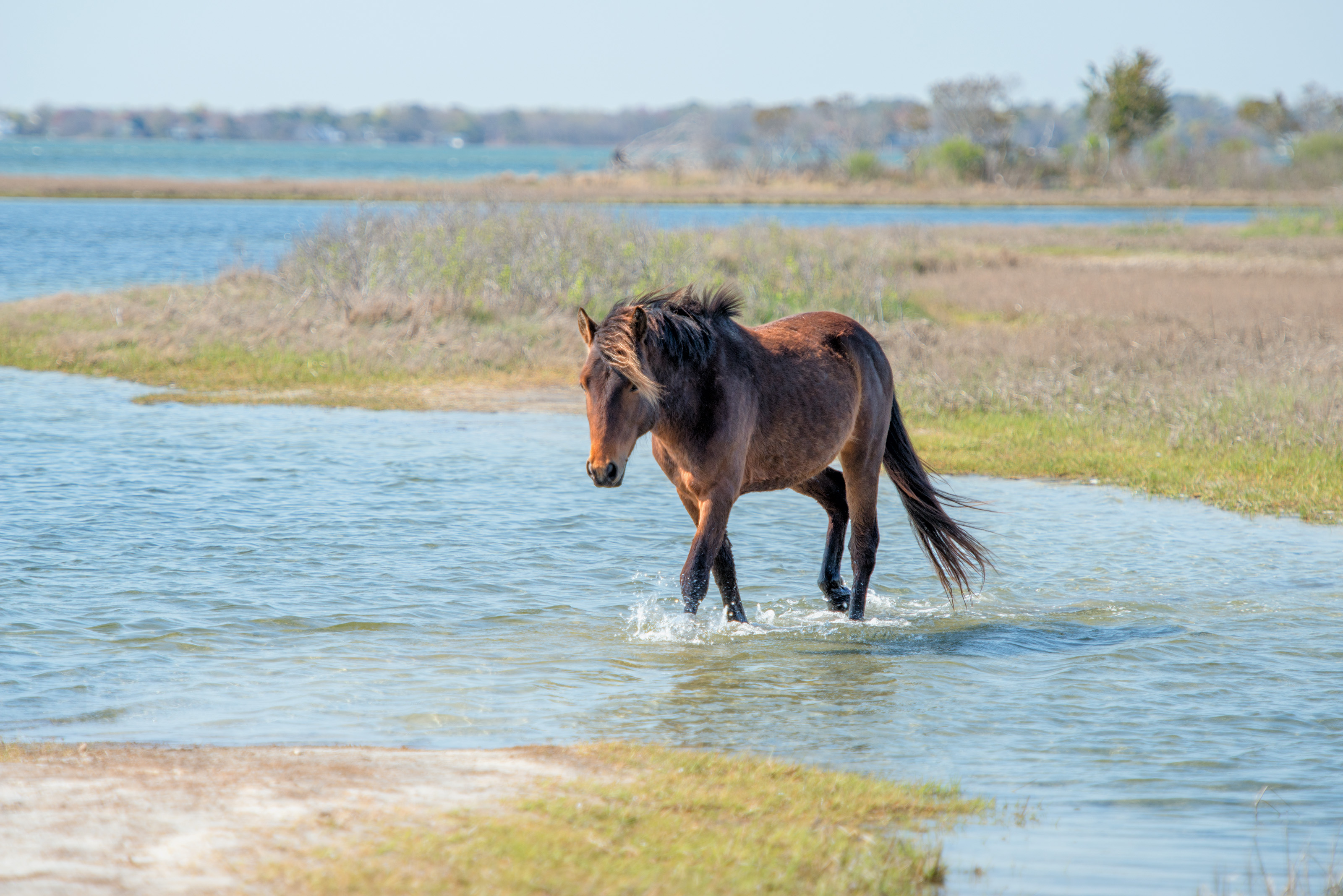 Assateague Island Wild Ponies: A Family Vacation You’ll Never Forget - Baby Wild Pony