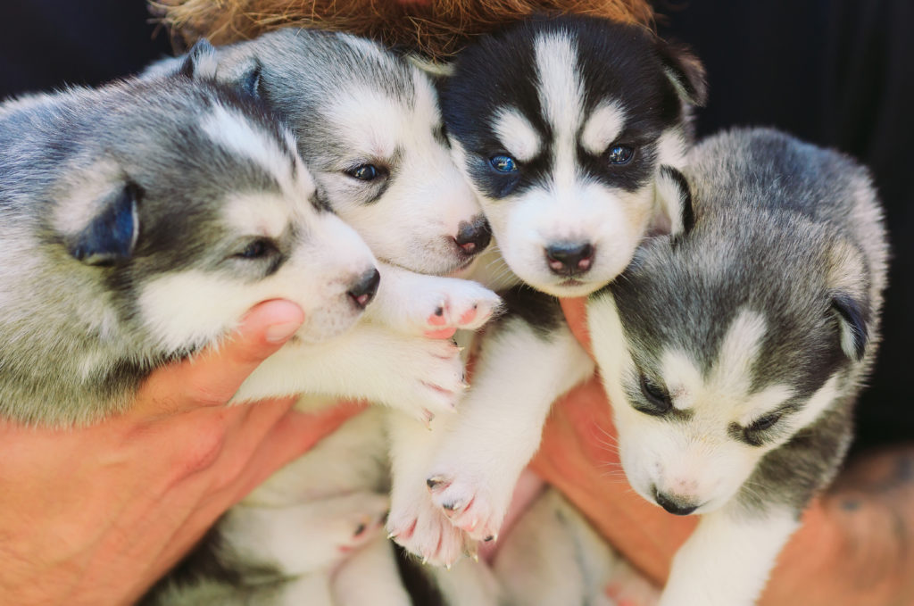 Dog Sledding - Siberian Husky Puppies