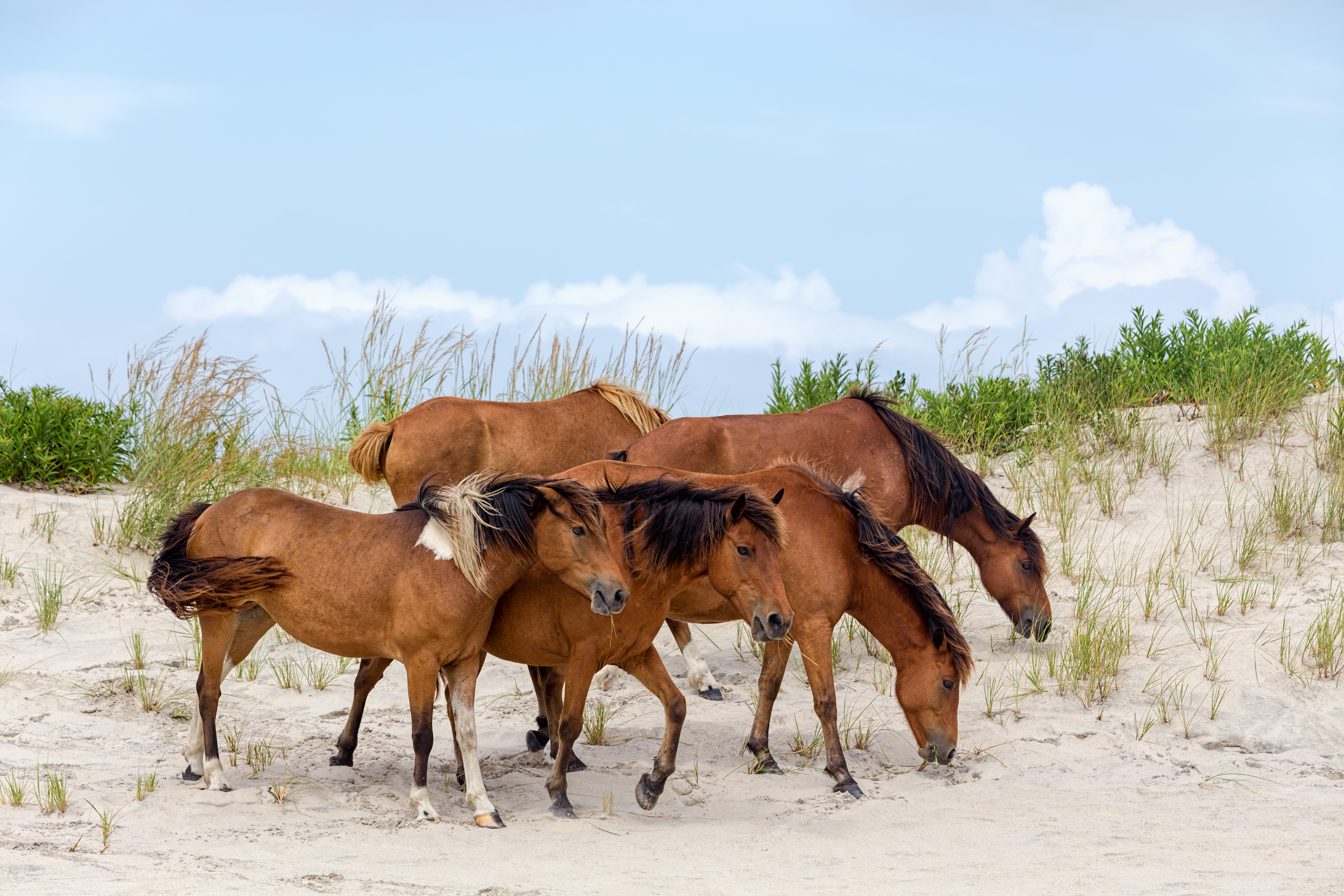 See the Ponies During a Family Vacation in Assateague Island - Wild Horses on Assateague Island