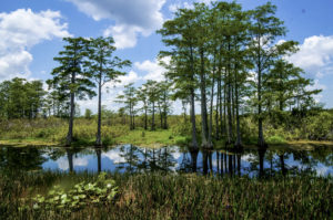 Best Things to Do in New Orleans - Cypress Swamp